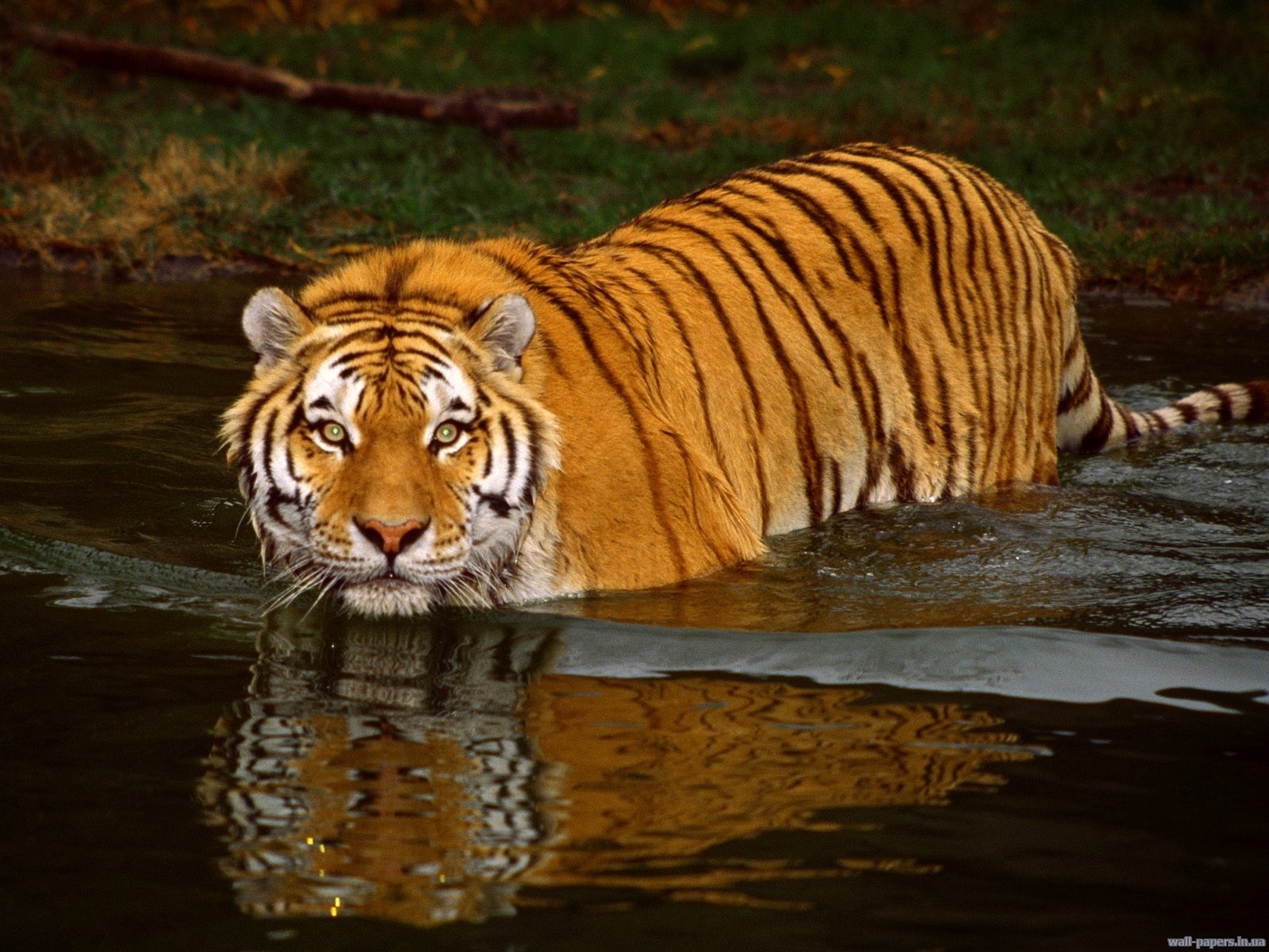 4335 завантажити шпалери тварини, вода, тигри, помаранчевий - заставки і картинки безкоштовно