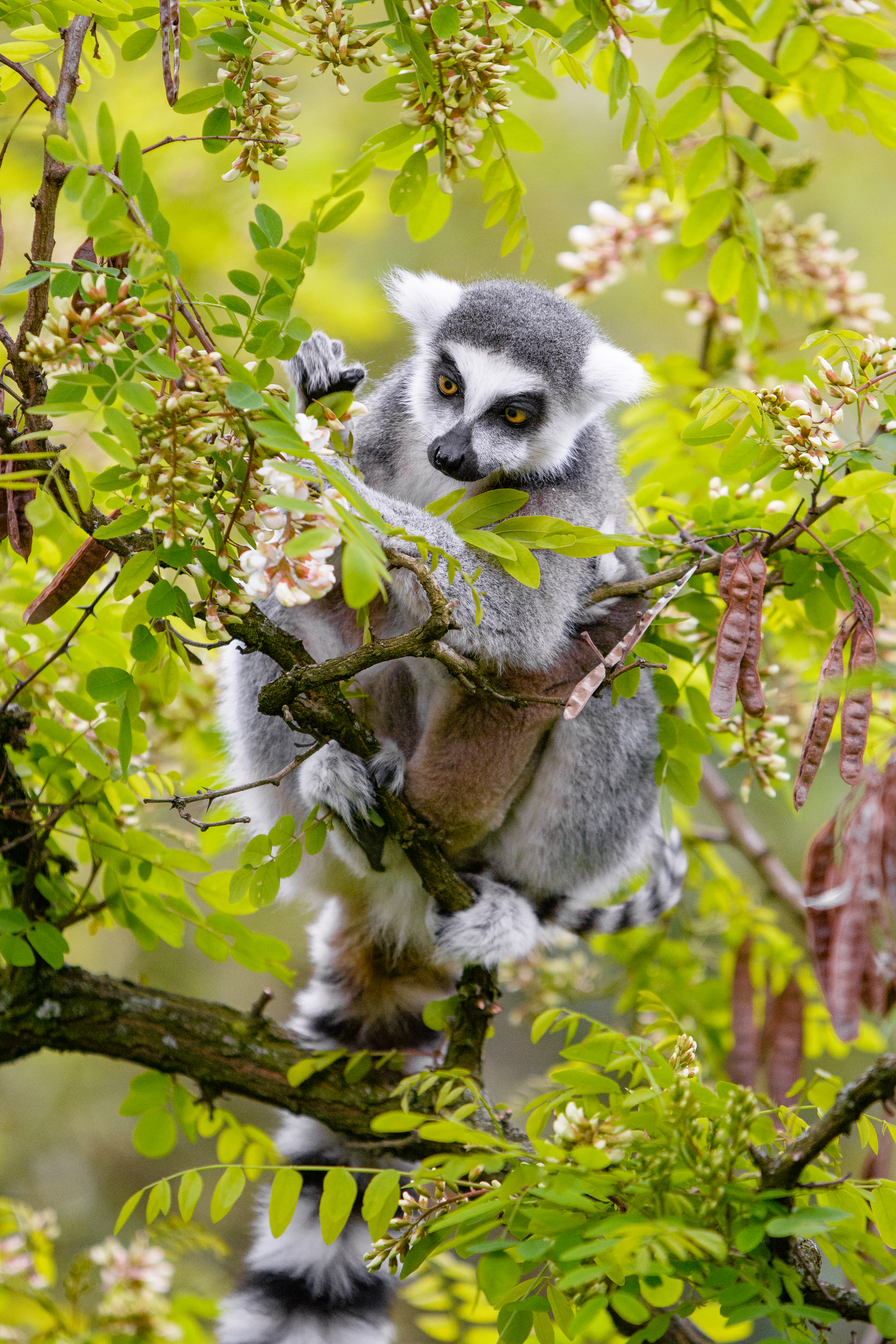 121197 Hintergrundbild herunterladen lemur, wilde natur, tier, tiere, holz, baum, ast, zweig, wildlife - Bildschirmschoner und Bilder kostenlos