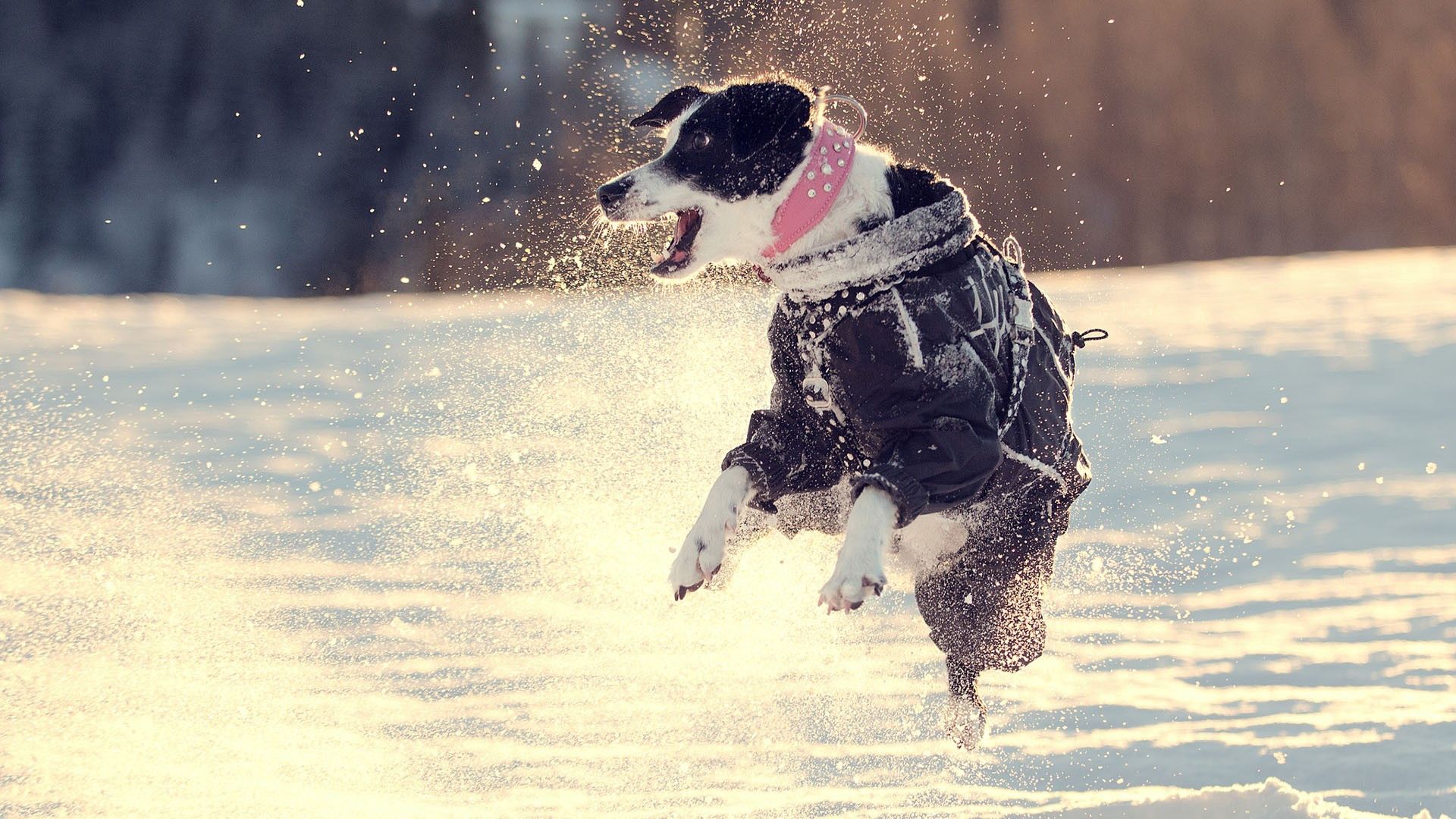 Laden Sie das Tiere, Schnee, Hund, Bummel, Spaziergang, Prallen, Springen-Bild kostenlos auf Ihren PC-Desktop herunter