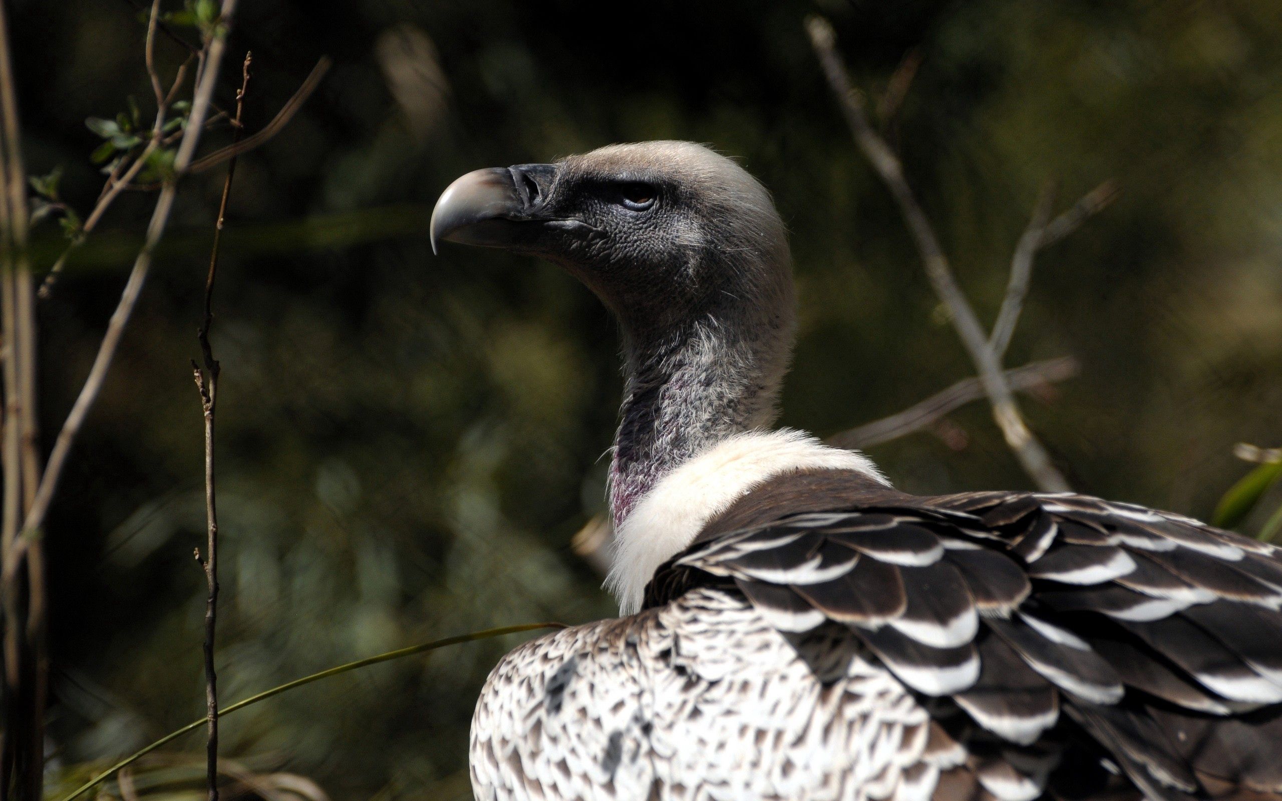 Images & Pictures predatory, beak, bird, animals Vulture