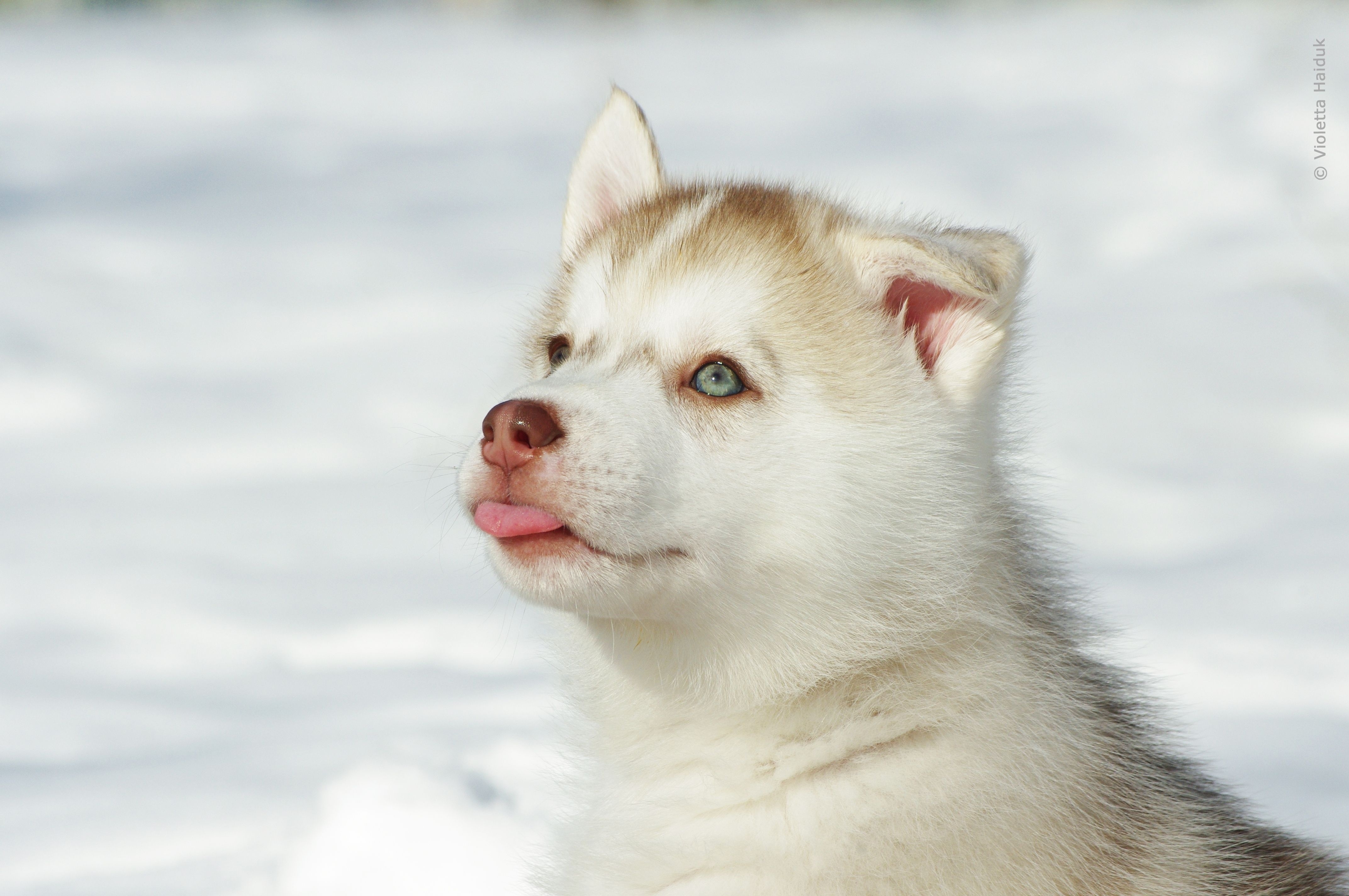 animals, light, muzzle, light coloured, puppy, husky, haska wallpapers for tablet