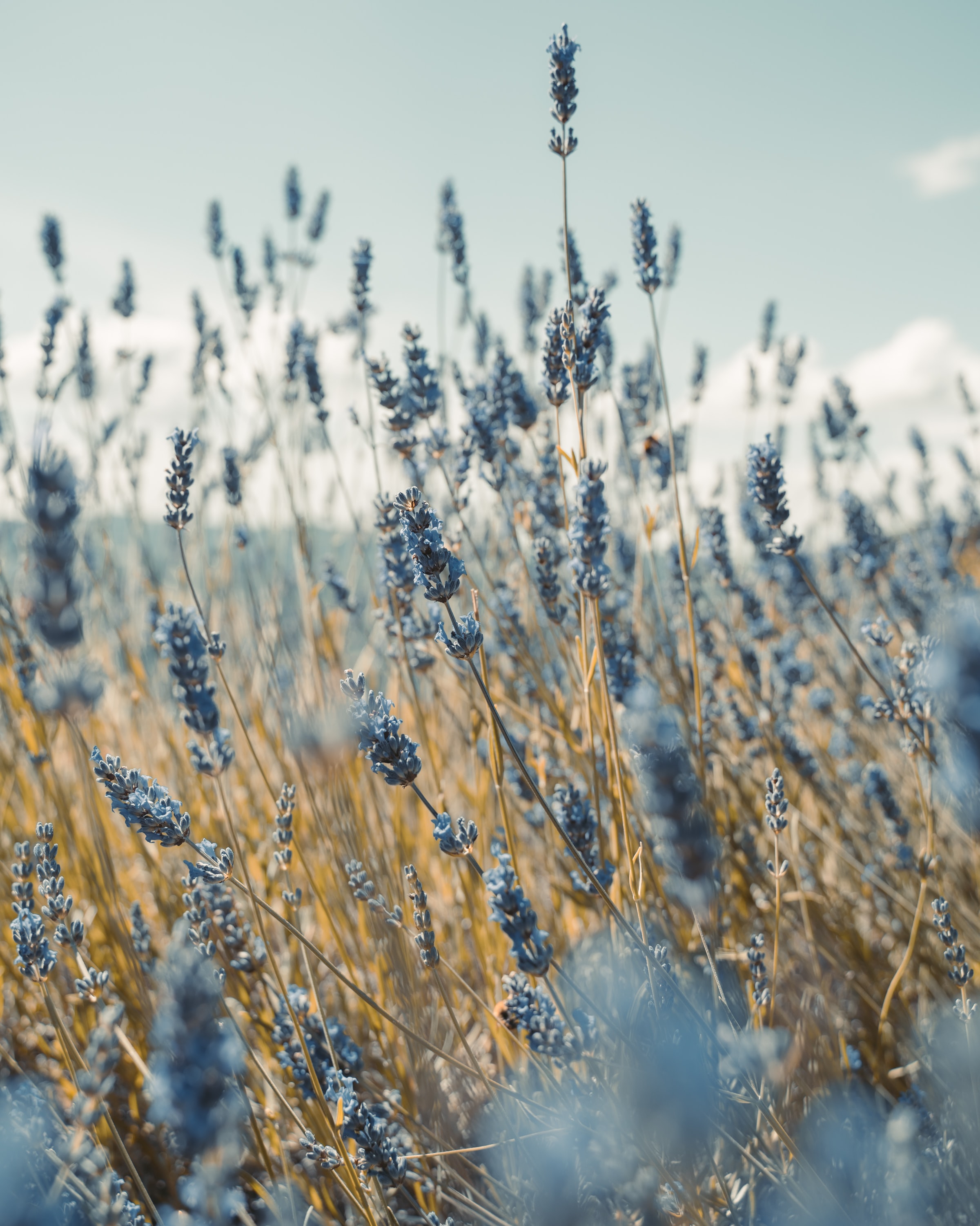 lavender, flowers, blue, field