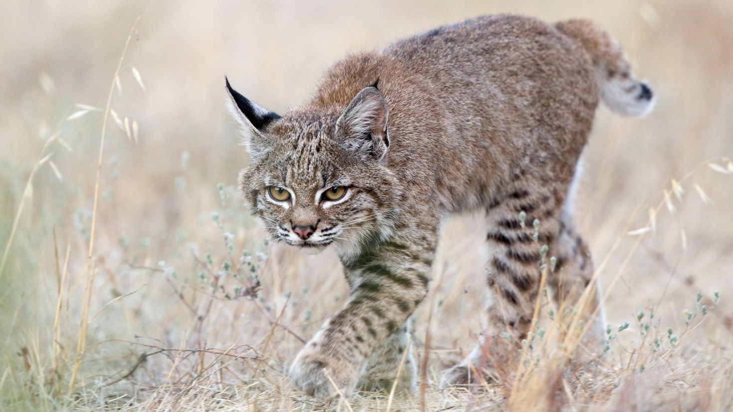 Lynx Cub