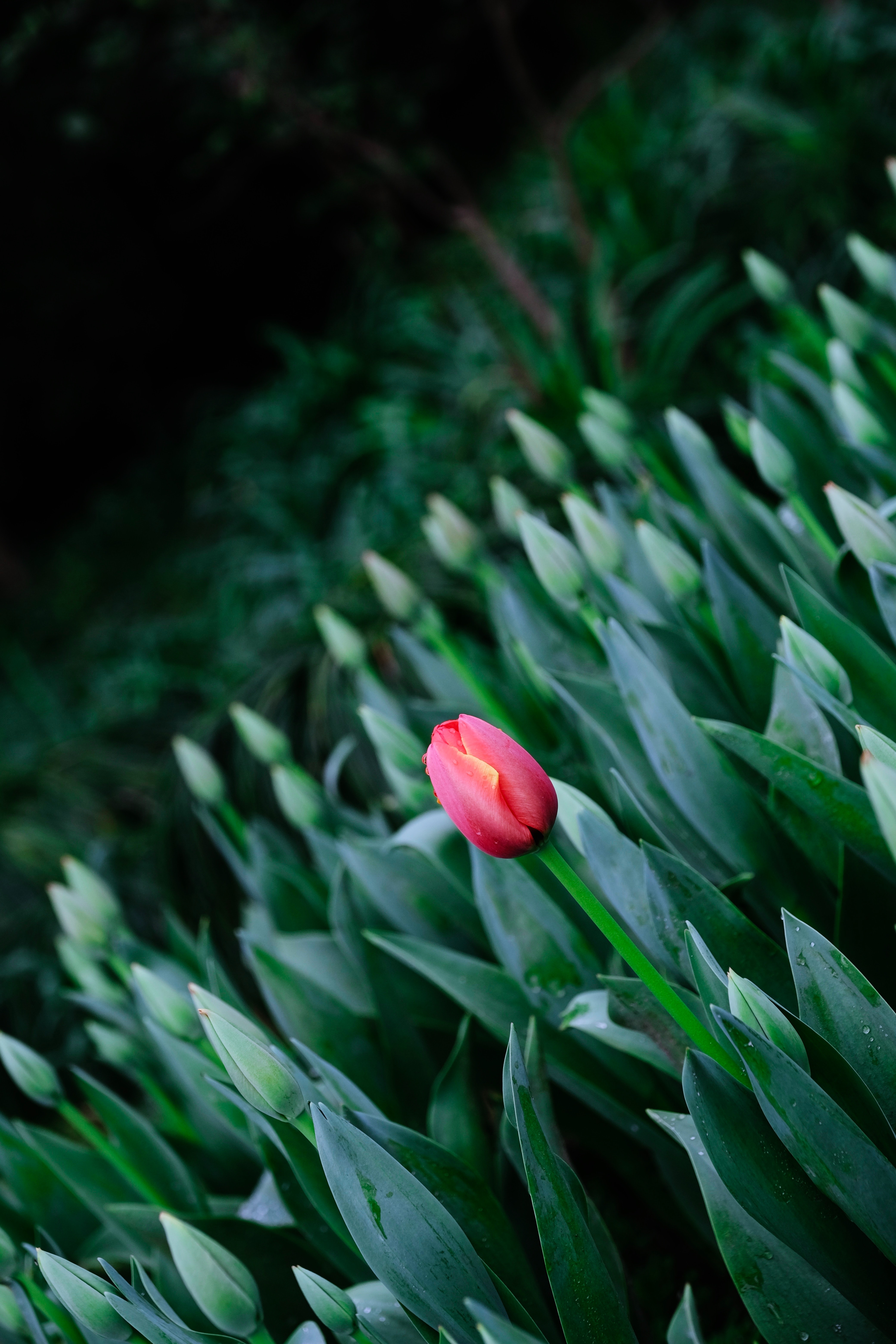 72287 Bild herunterladen blumen, blühen, blühenden, frühling, tulip, tulpe - Hintergrundbilder und Bildschirmschoner kostenlos