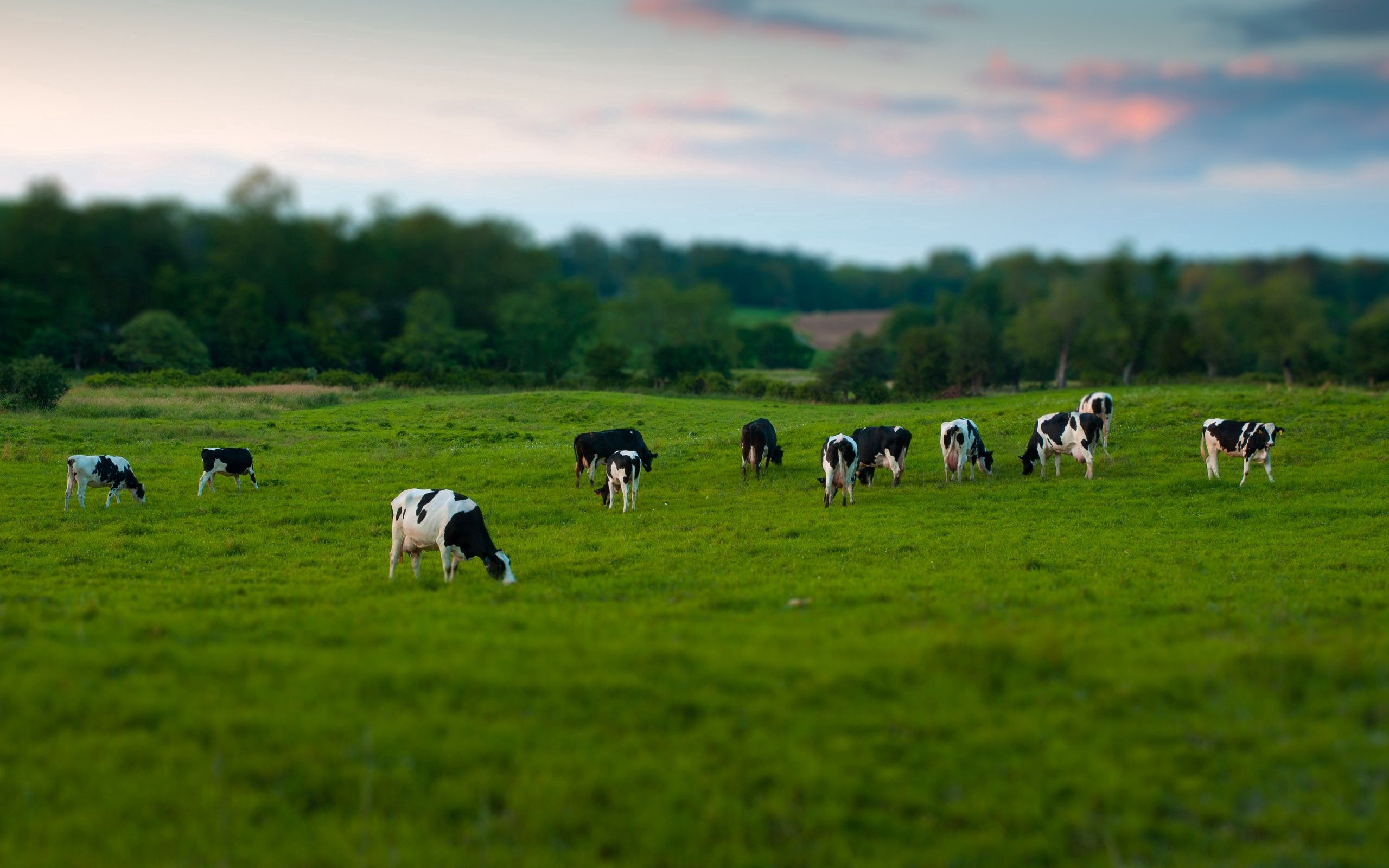 Descargar las imágenes de Vacas gratis para teléfonos Android y iPhone,  fondos de pantalla de Vacas para teléfonos móviles