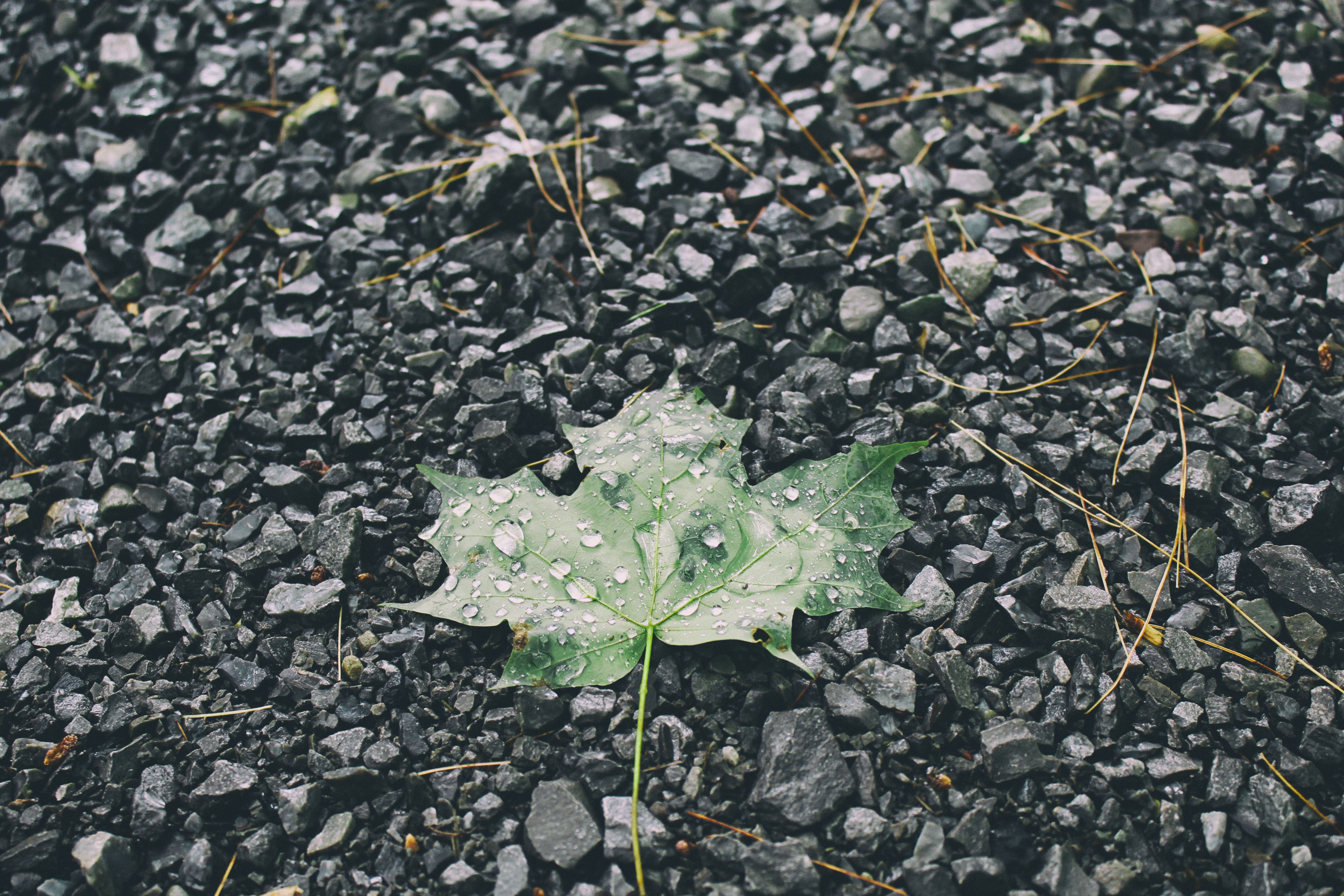 leaf, drops, sheet, nature Stones Full HD Wallpaper
