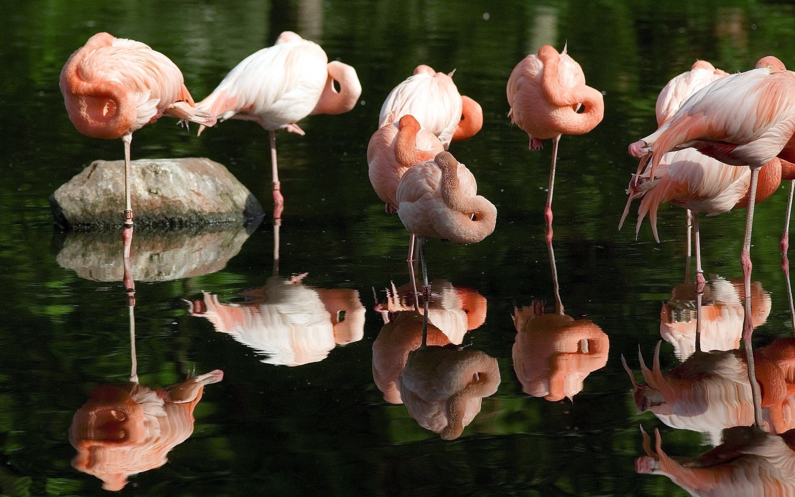 Mobile HD Wallpaper Flamingo grass, flock, animals, swamp