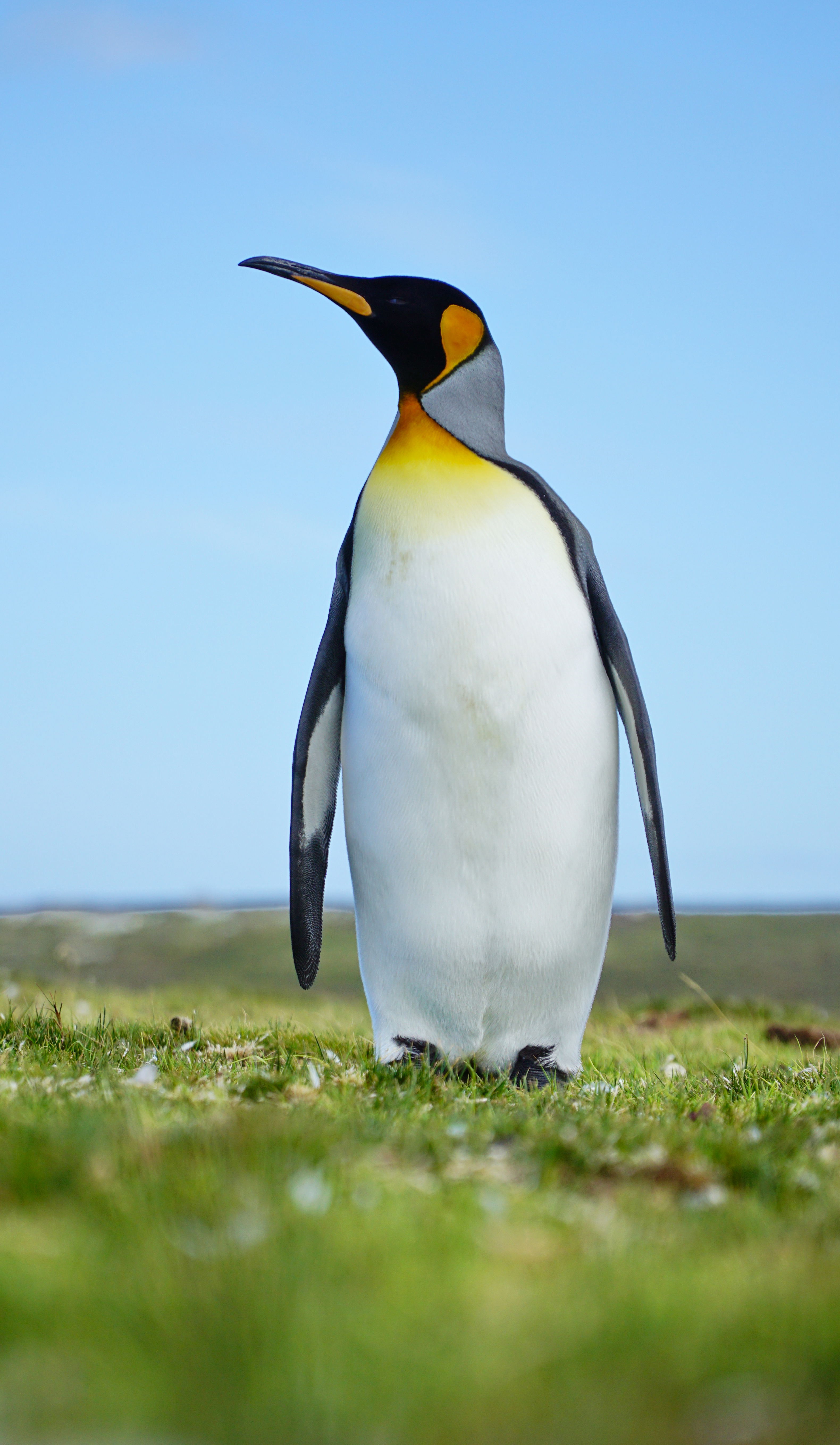 110129 Bildschirmschoner und Hintergrundbilder Pinguin auf Ihrem Telefon. Laden Sie tiere, grass, vogel, wilde natur, wildlife, pinguin Bilder kostenlos herunter