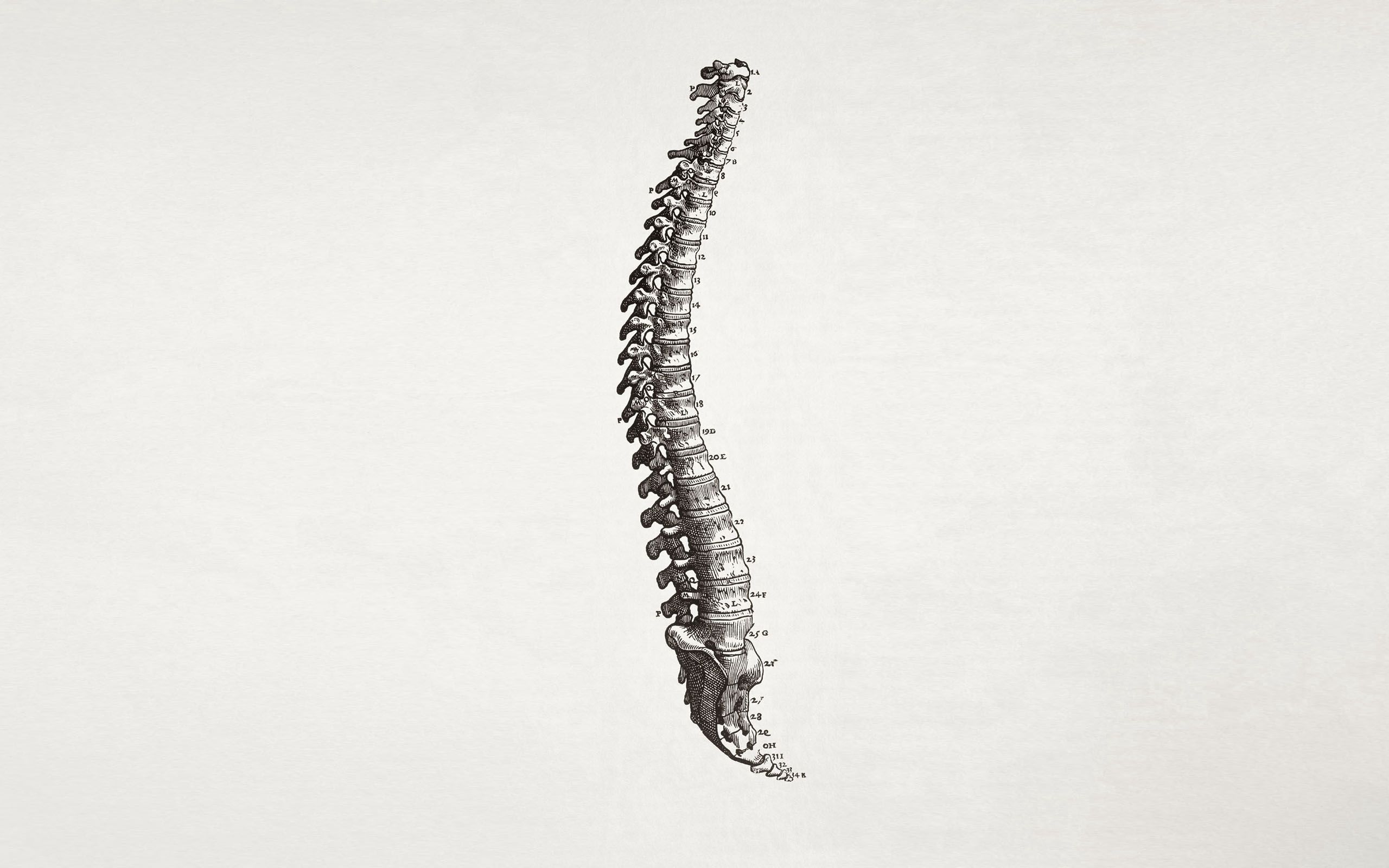 spine, numbers, bones, minimalism download for free