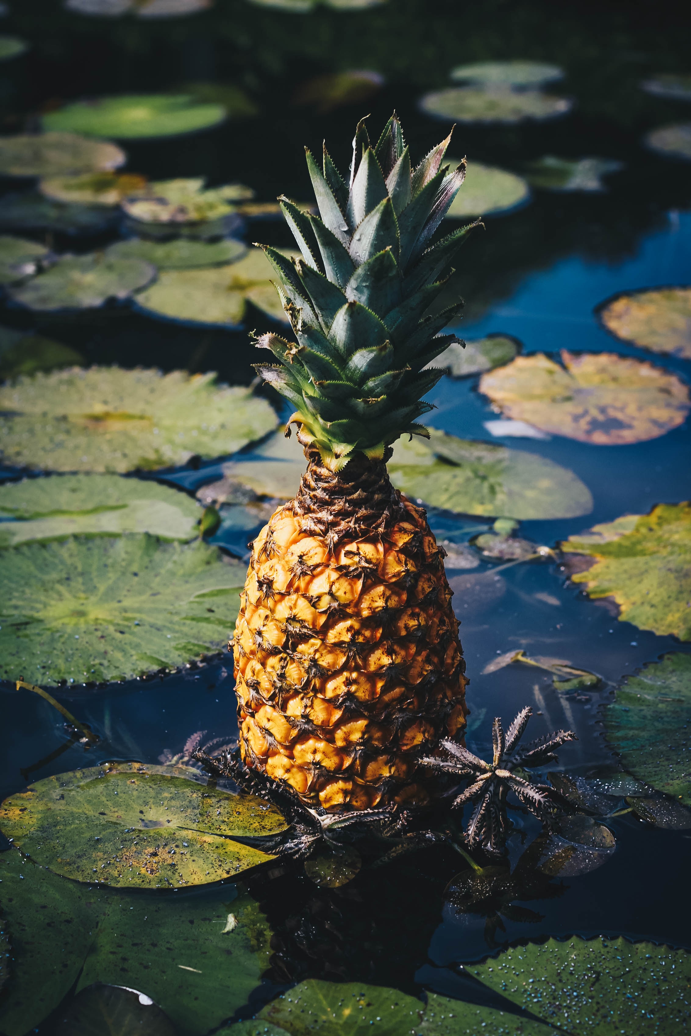 98270 Hintergrundbild herunterladen swamp, ananas, verschiedenes, sonstige, die frucht, frucht, eine ananas, exotische früchte, exotische frucht - Bildschirmschoner und Bilder kostenlos