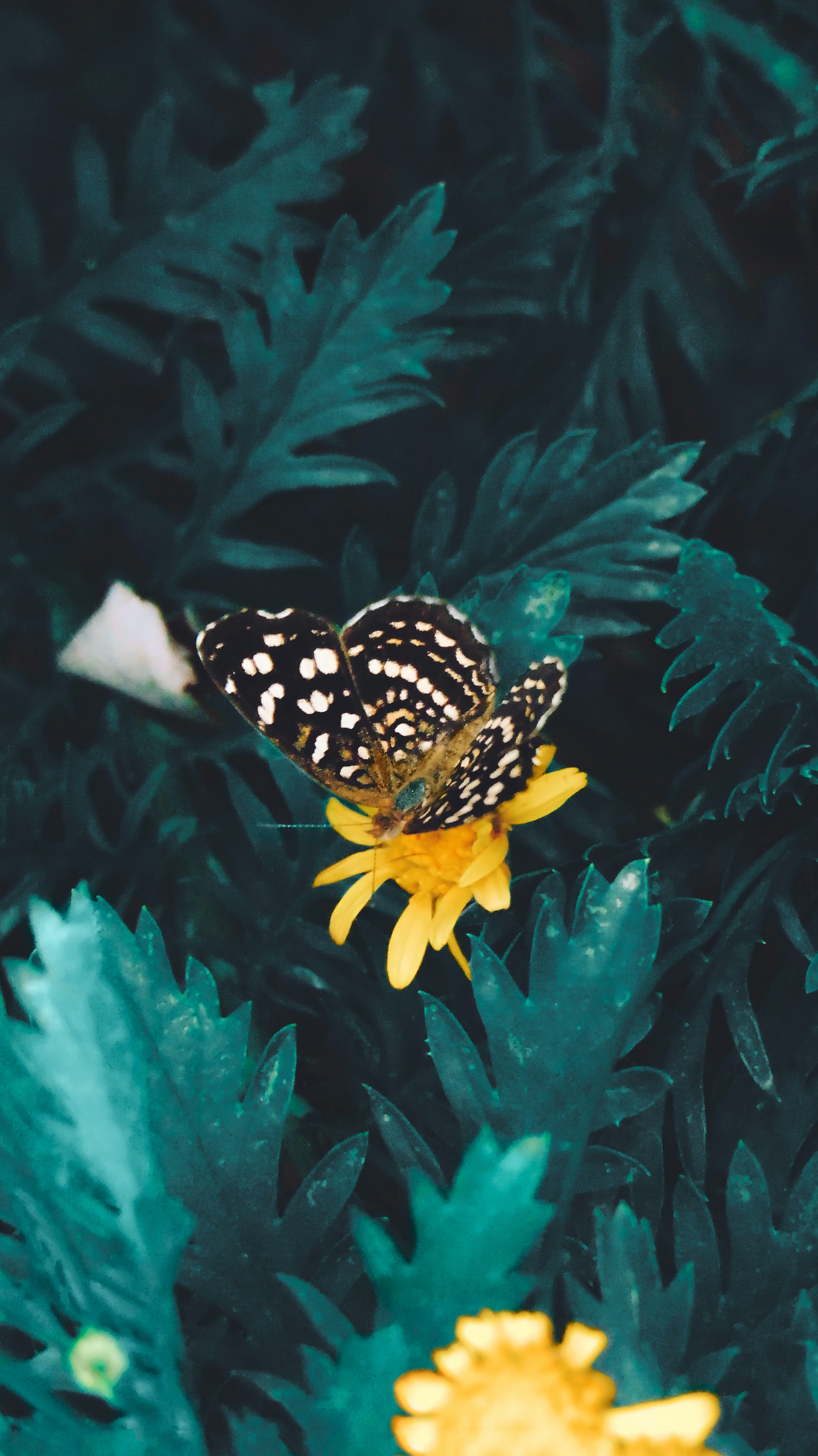 butterfly, animals, yellow, flower Smartphone Background
