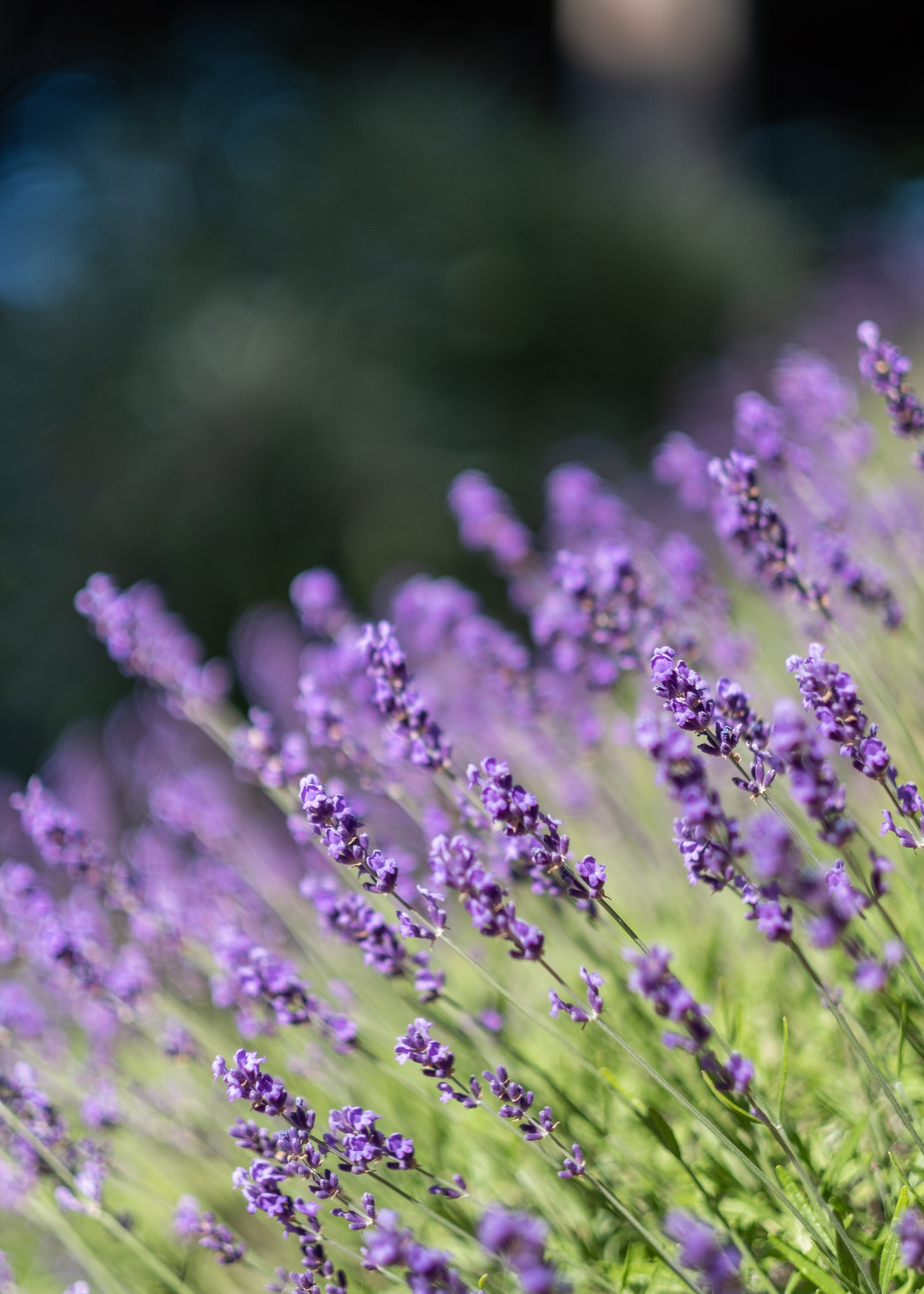 flowers, lavender, purple, violet HD Mobile