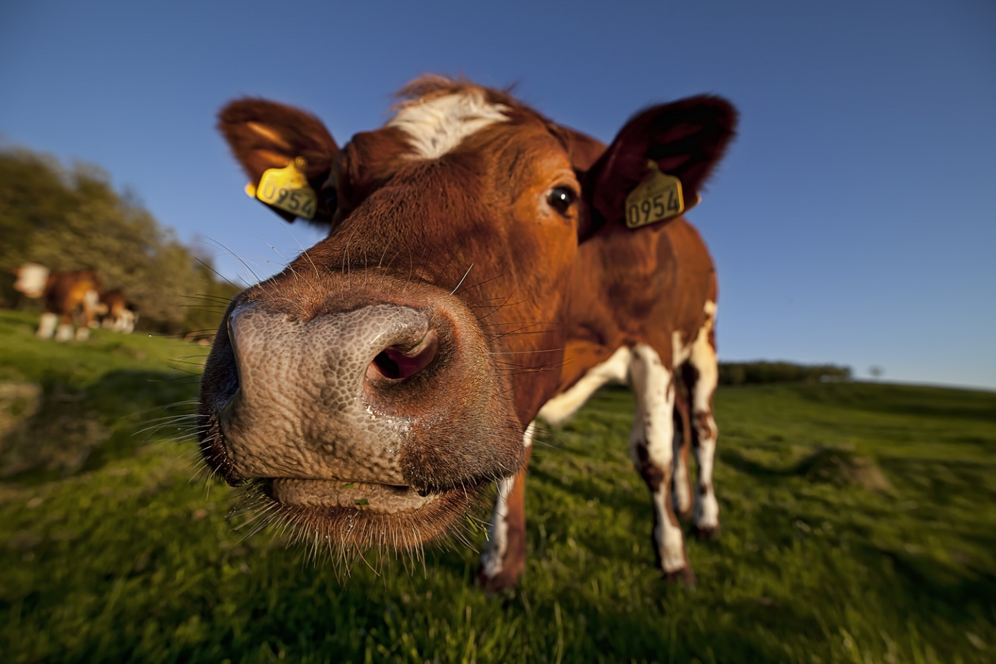 47864 Bildschirmschoner und Hintergrundbilder Kühe auf Ihrem Telefon. Laden Sie tiere Bilder kostenlos herunter