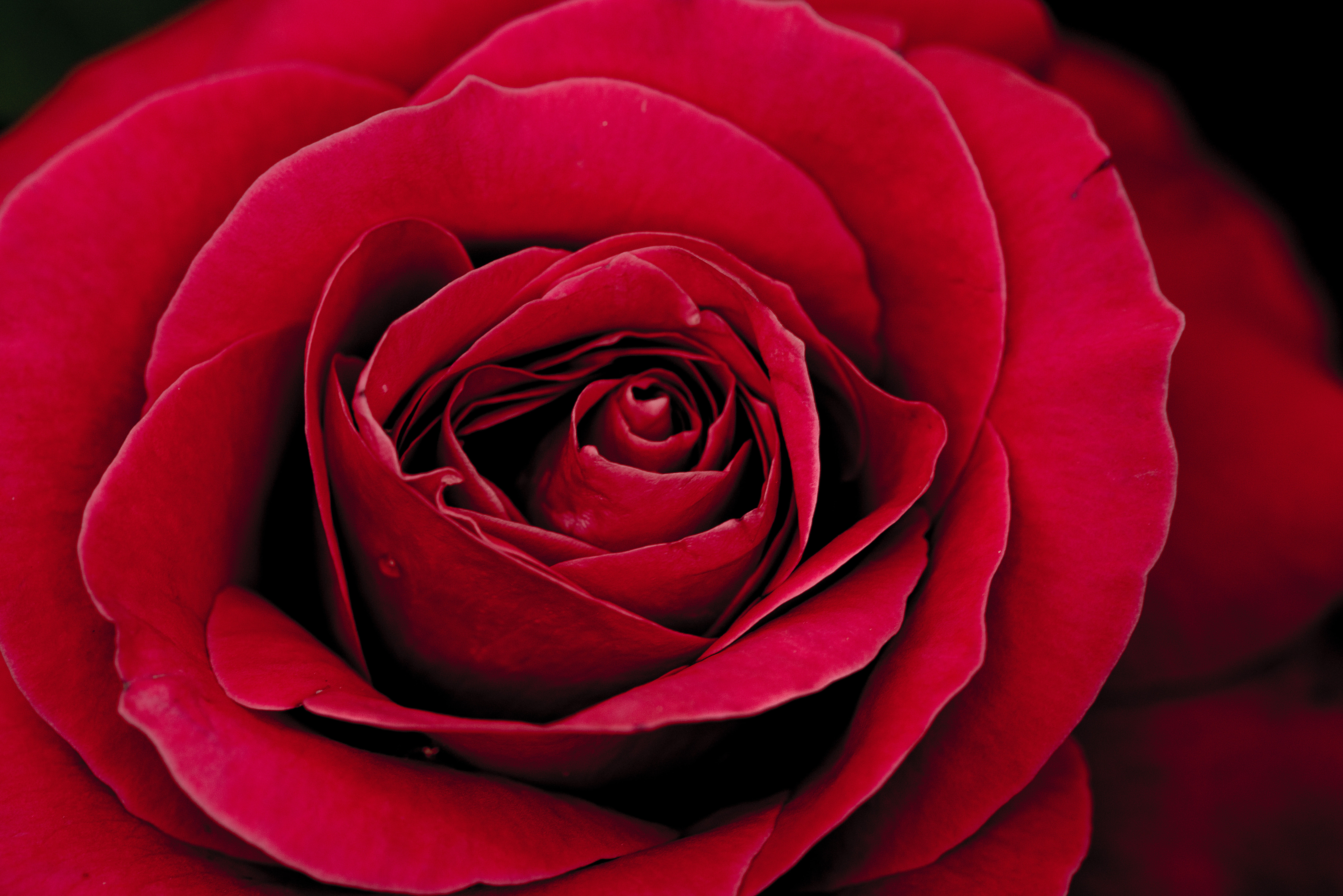 red, close-up, rose flower, rose Full HD