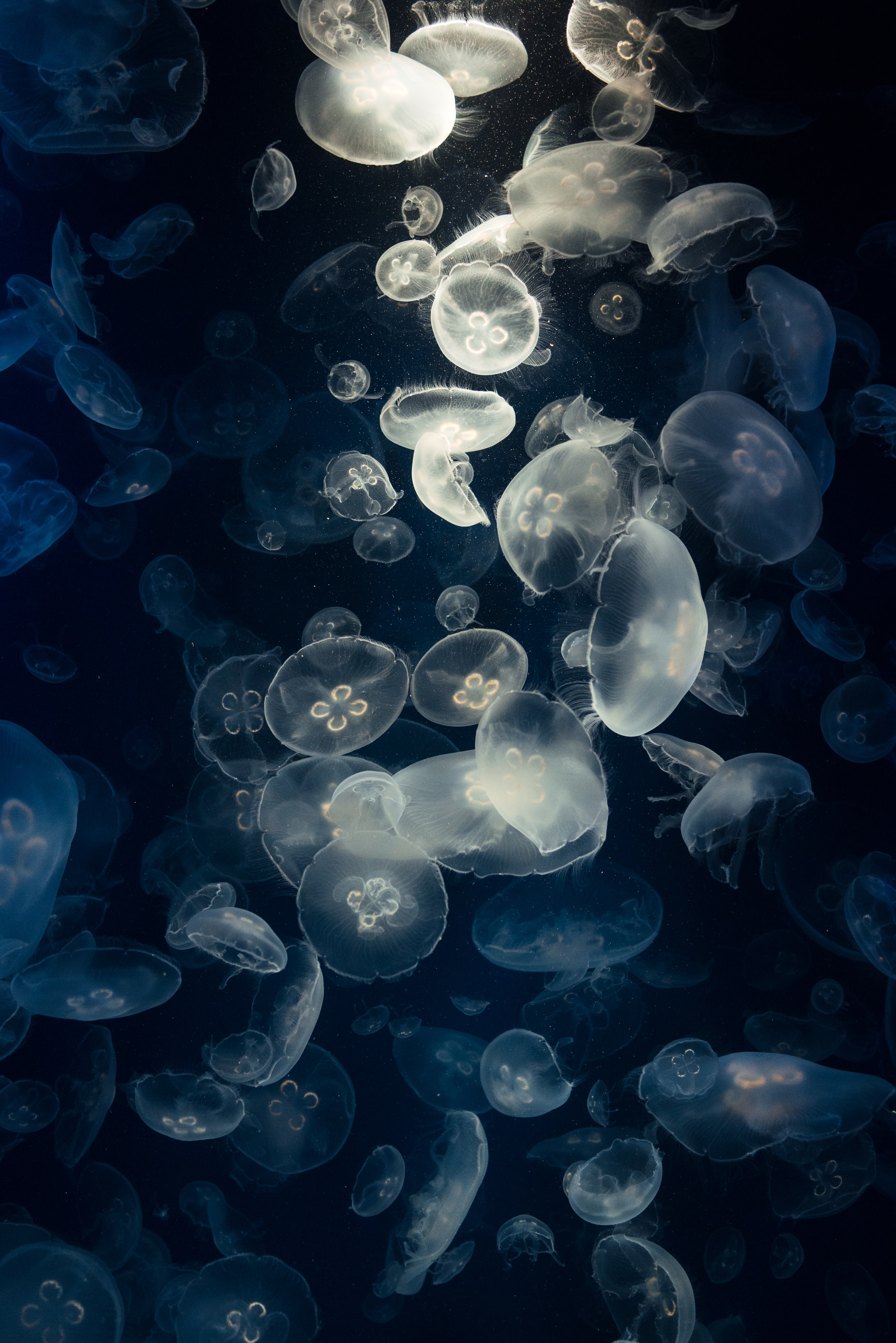 Ultra HD 4K glow, under water, jellyfish, creatures