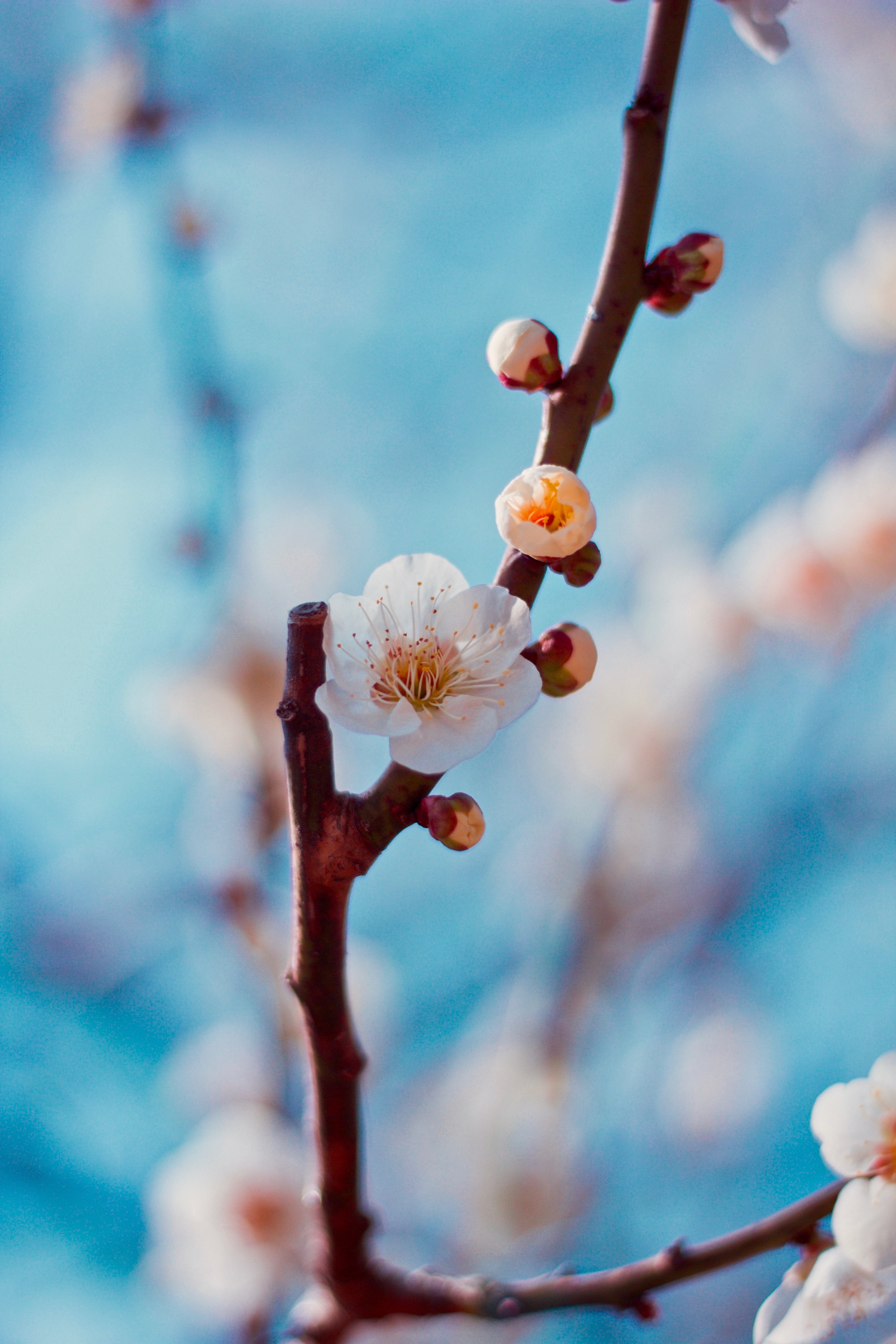 129667 télécharger le fond d'écran cerise, sakura, blanc, fleur, macro, branche, bourgeons - économiseurs d'écran et images gratuitement