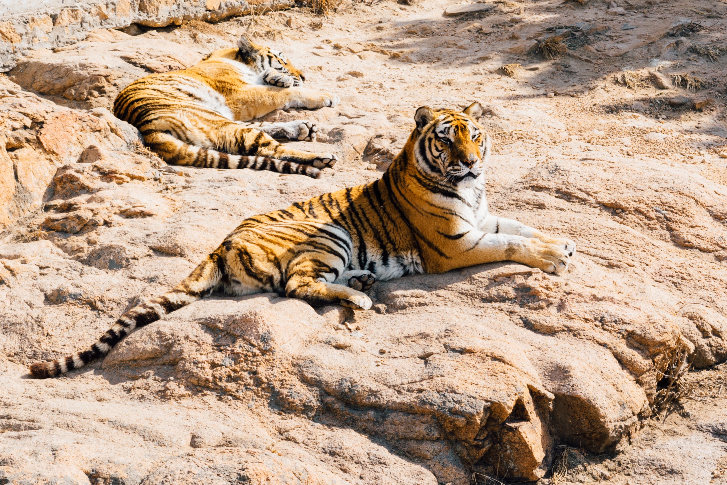 tigers, lie, to lie down, animals Phone Wallpaper