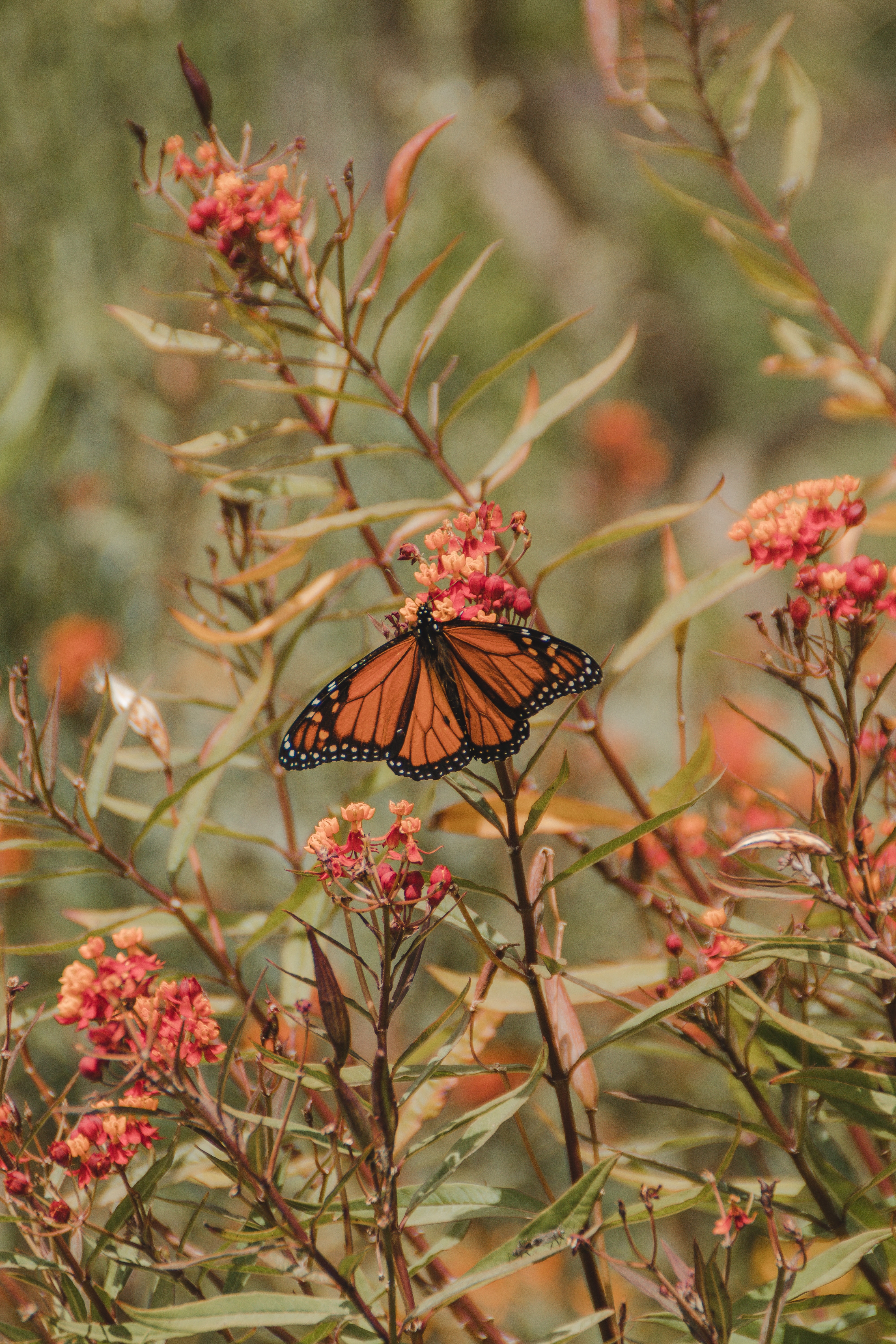 Laden Sie das Pflanzen, Tiere, Blume, Insekt, Schmetterling, Flügel, Monarchfalter, Schmetterling Monarch-Bild kostenlos auf Ihren PC-Desktop herunter