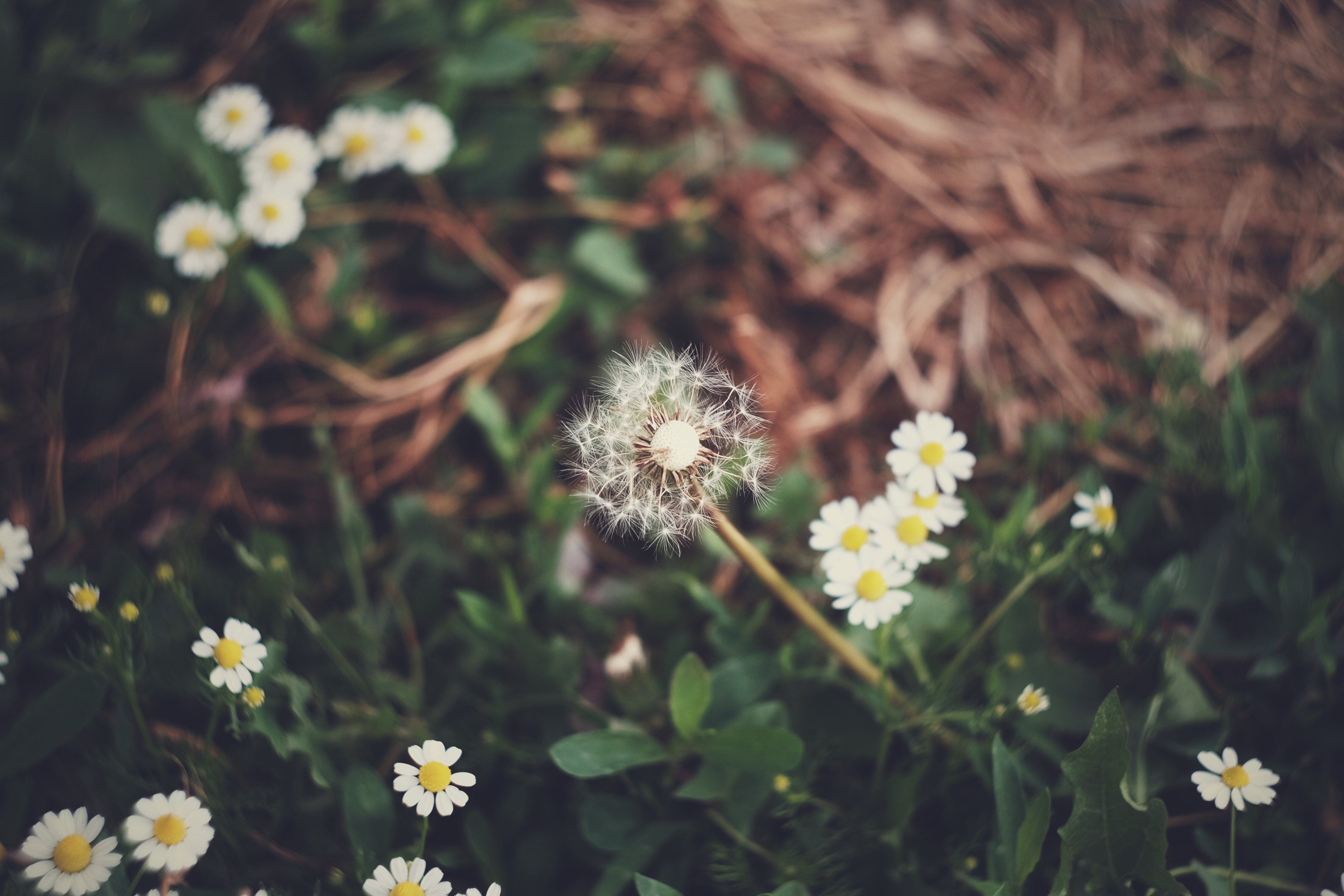 grass, flowers, camomile home screen for smartphone