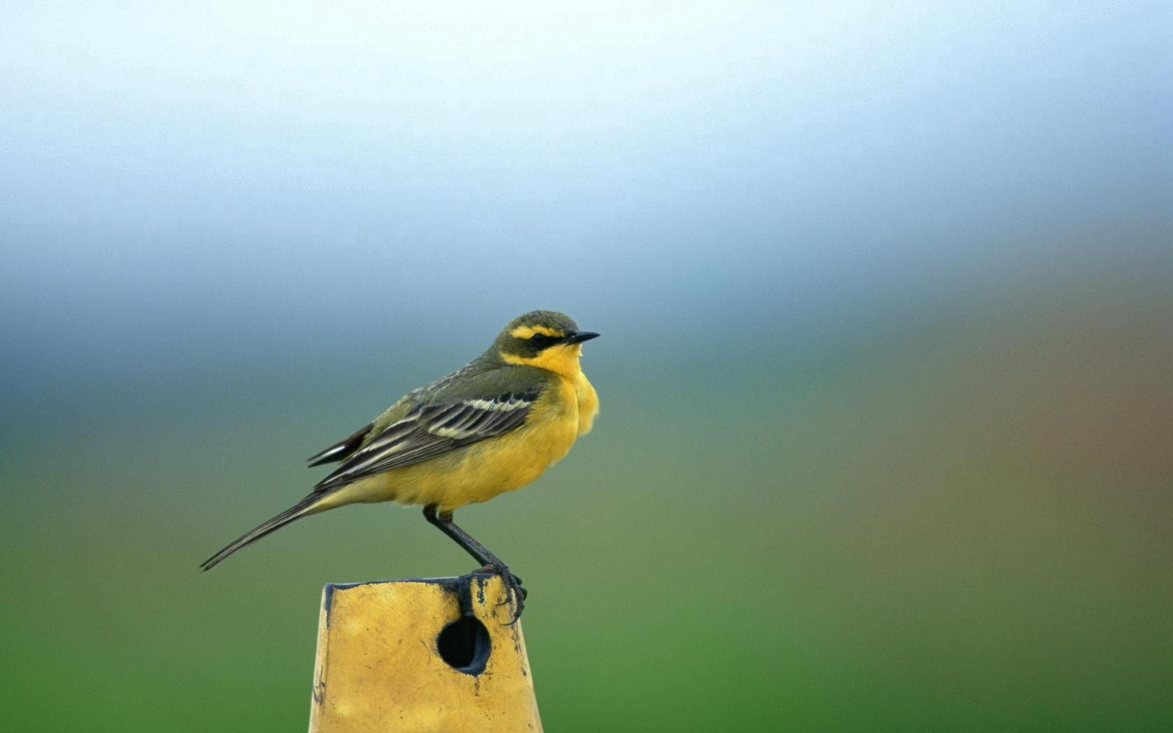 animals, background, yellow, to stand, stand, little bird, birdie