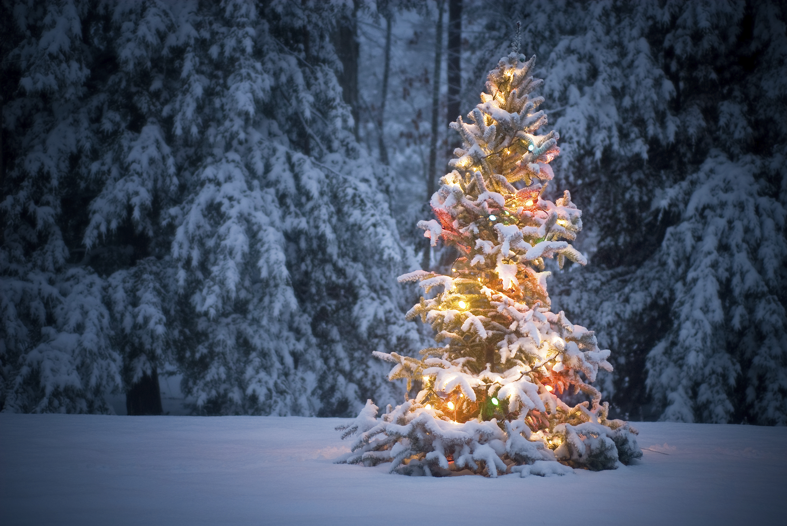 552079壁紙のダウンロードホリデー, クリスマス, クリスマスのあかり, クリスマスツリー, 雪, 冬-スクリーンセーバーと写真を無料で