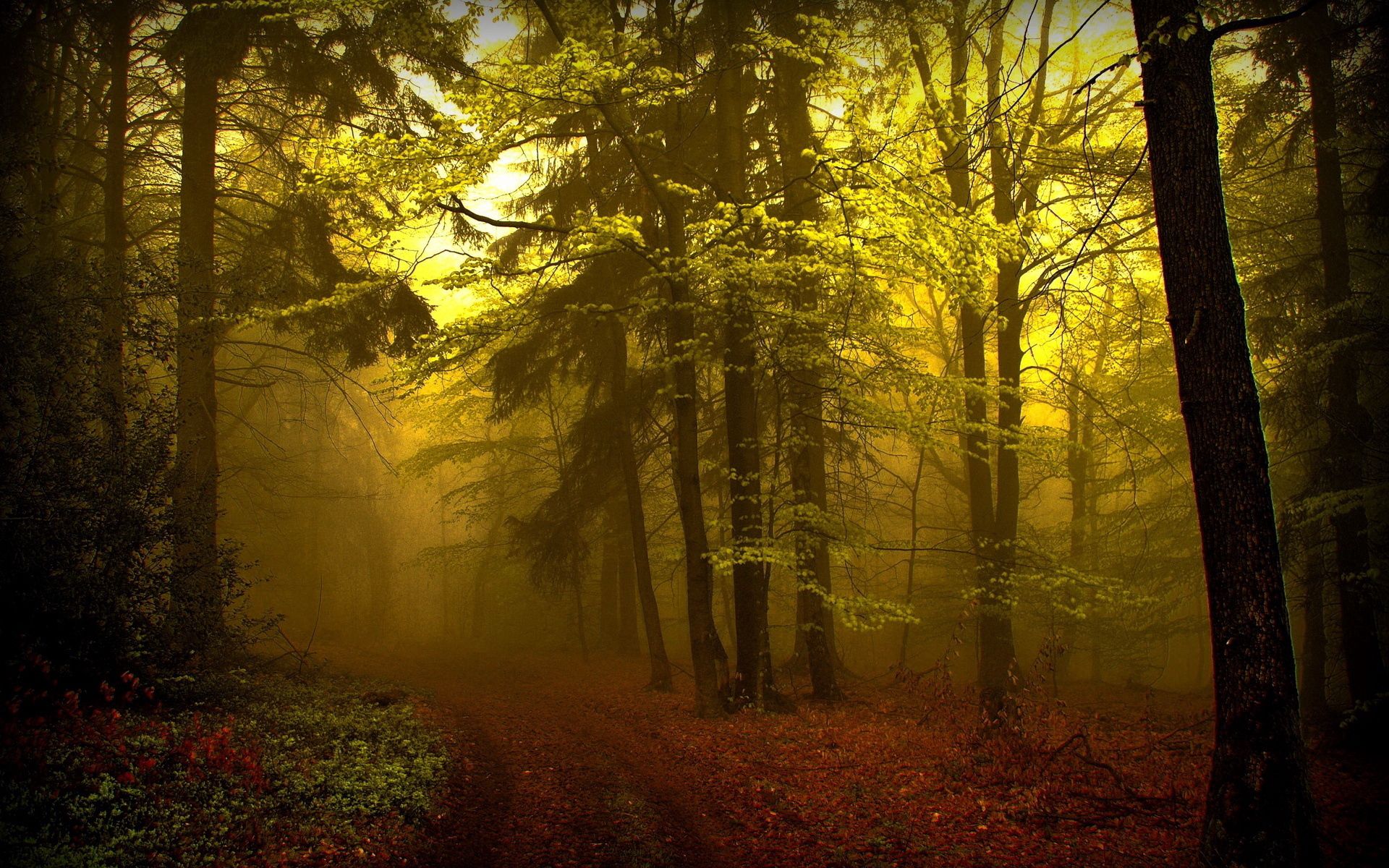 trail, nature, trees, forest, fog, path, haze, young growth, teen, mysterious HD wallpaper