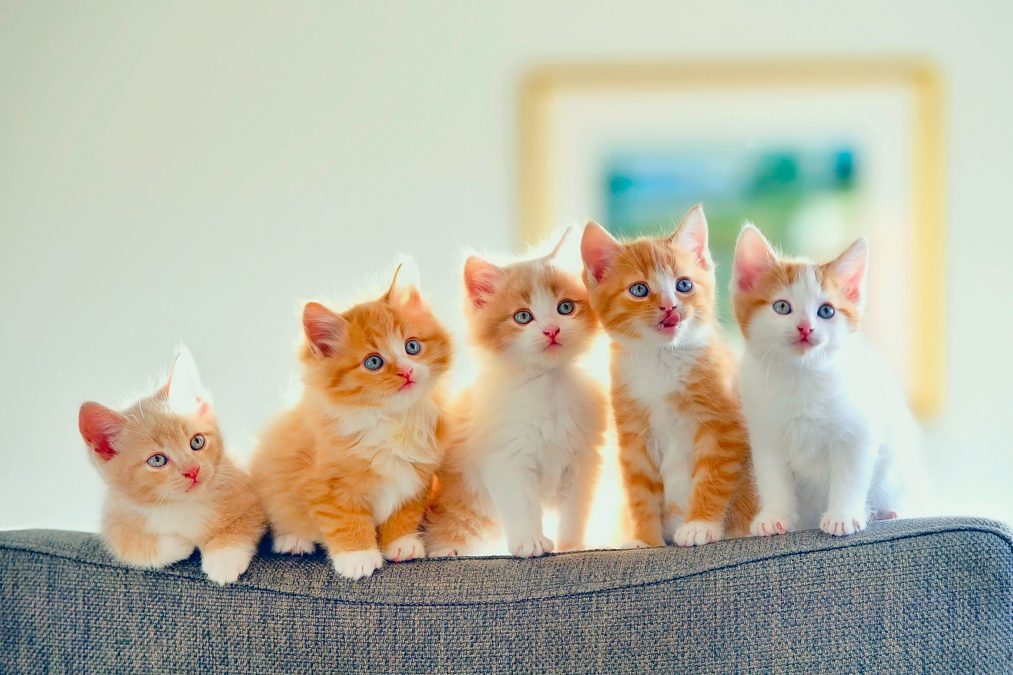 animals, cats, spotted, kittens, sofa HD wallpaper