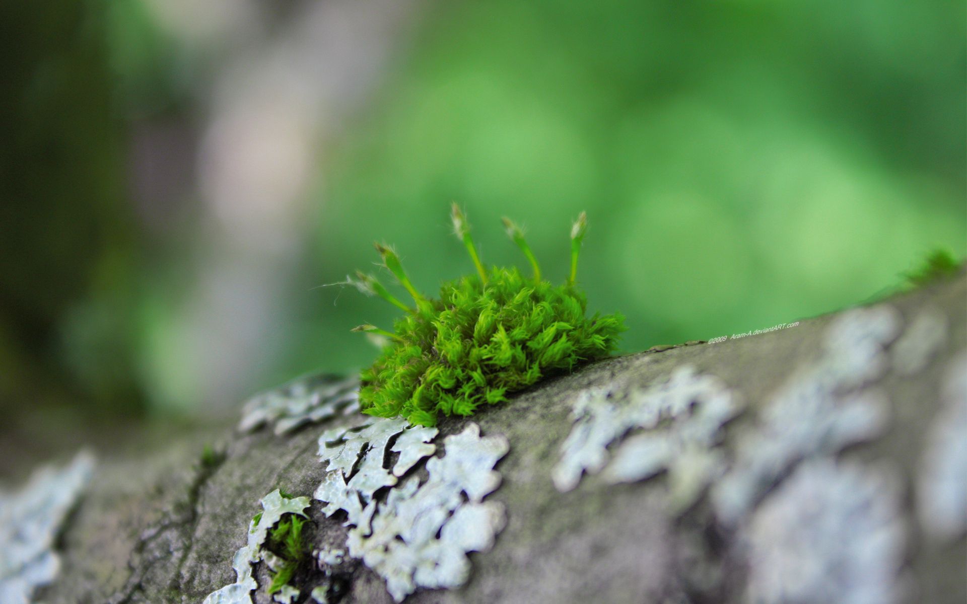 moss, grass, macro, wood, surface QHD