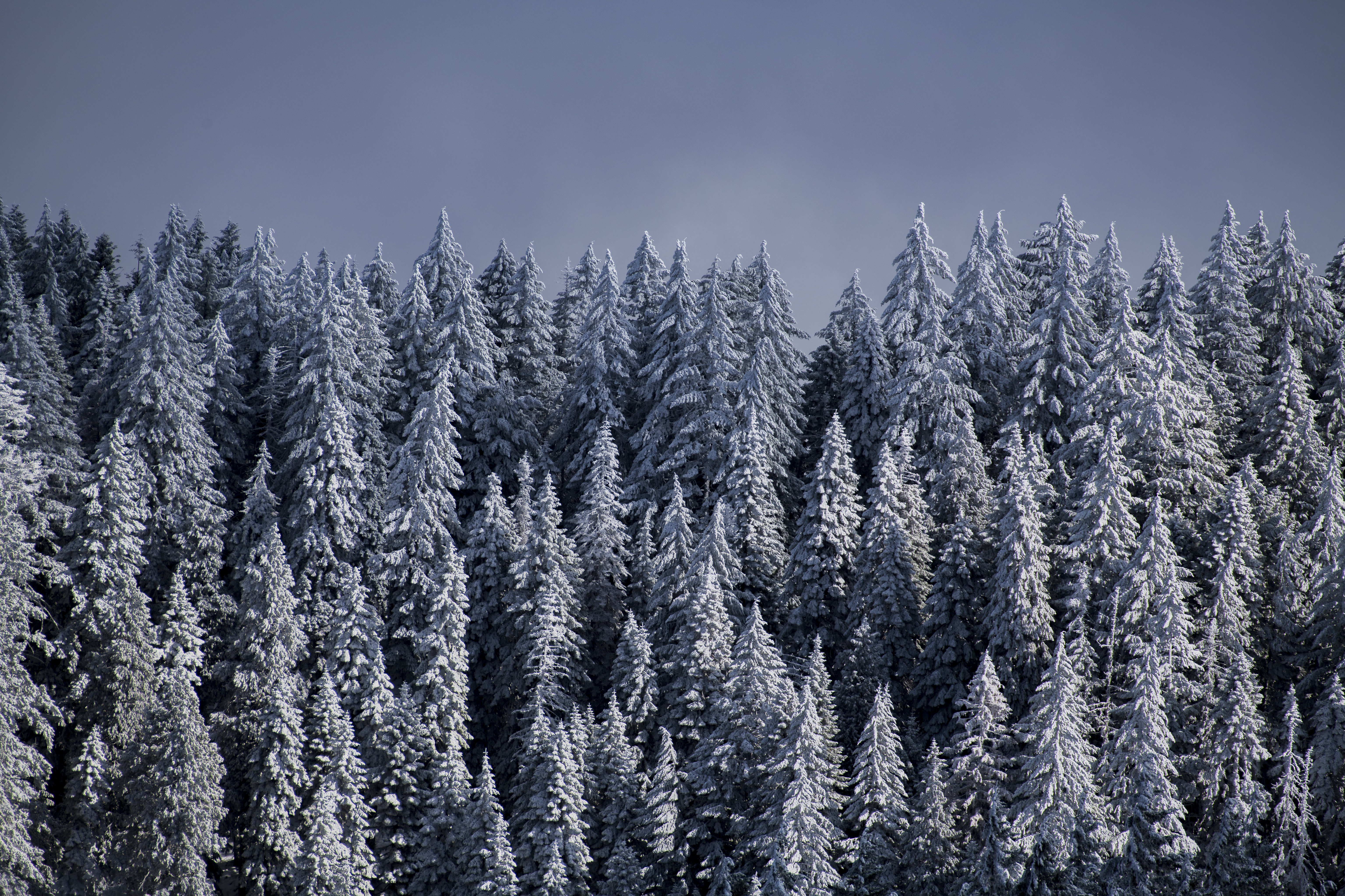 89431 Screensavers and Wallpapers Ate for phone. Download winter, nature, trees, snow, forest, ate pictures for free