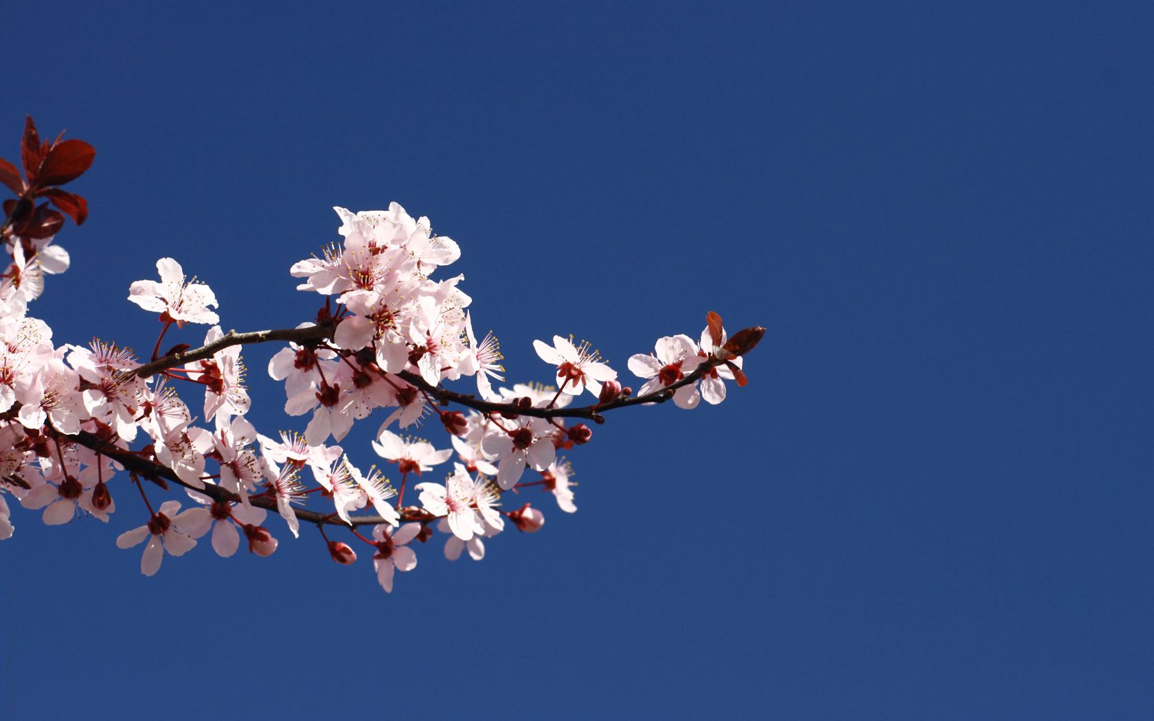 120441 free download Blue wallpapers for phone, spring, branch, flowering, sky Blue images and screensavers for mobile
