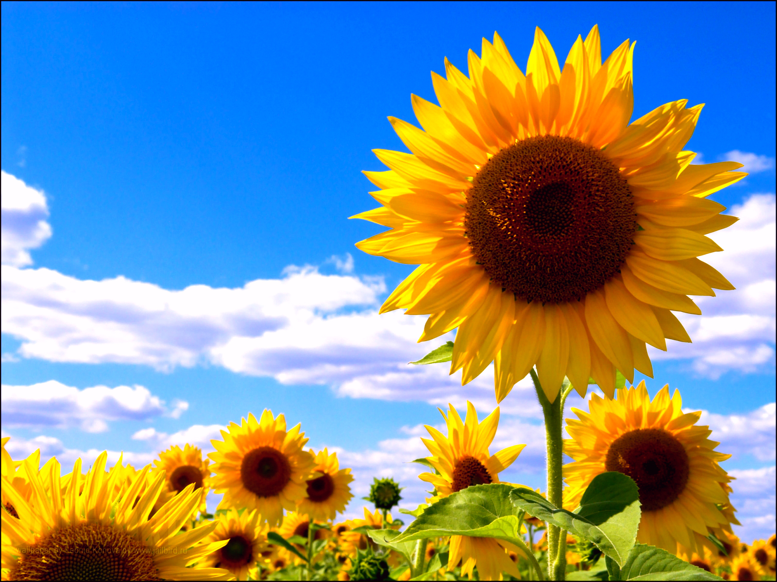 sunflowers, plants, flowers for android