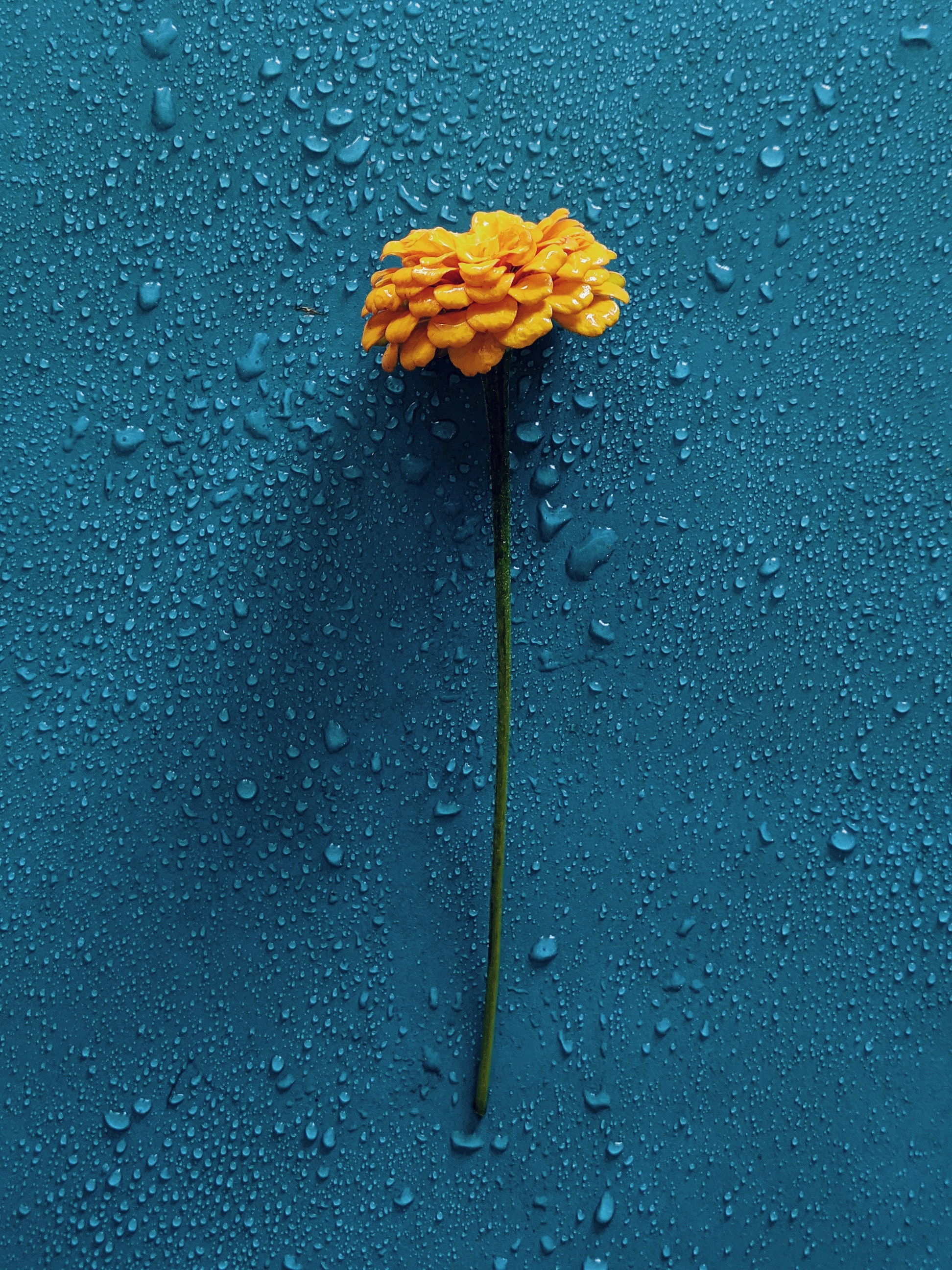 vertical wallpaper water, flower, drops, gerbera, flowers