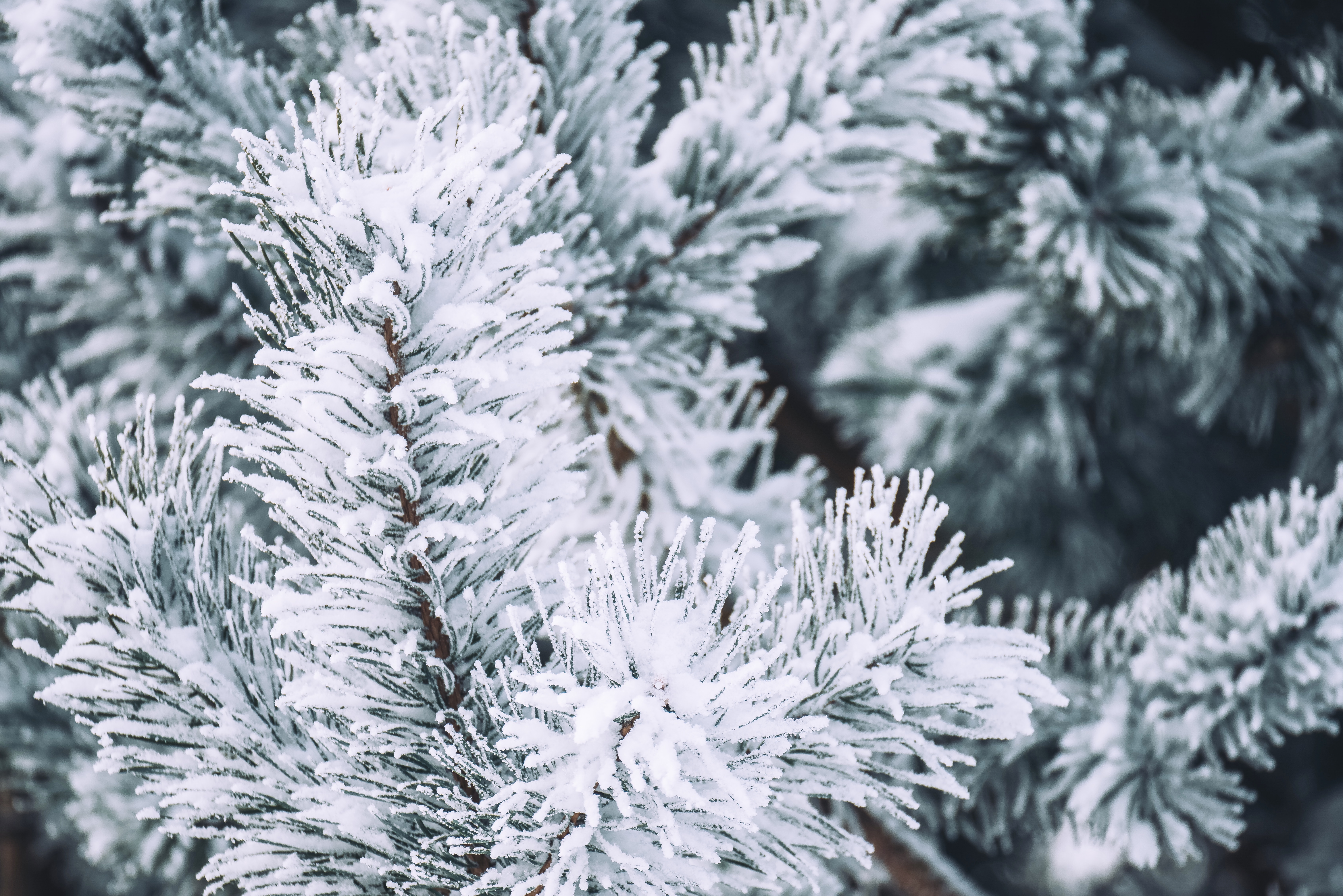 branch, winter, pine, snow, macro