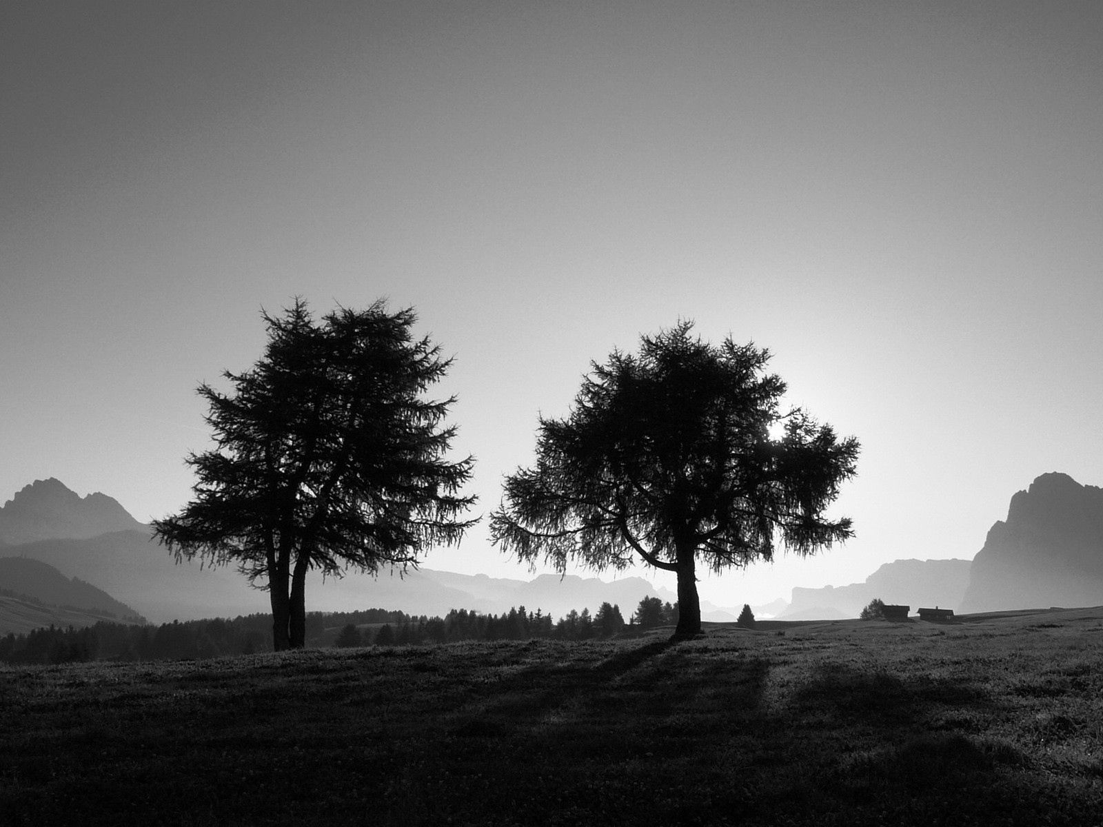 black and white, nature, trees Slope Cellphone FHD pic