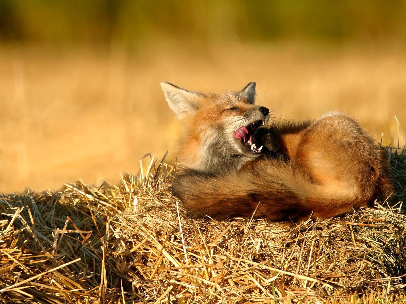Laden Sie das Tiere, Grass, Sitzen, Fuchs, Ein Fuchs, Heu-Bild kostenlos auf Ihren PC-Desktop herunter