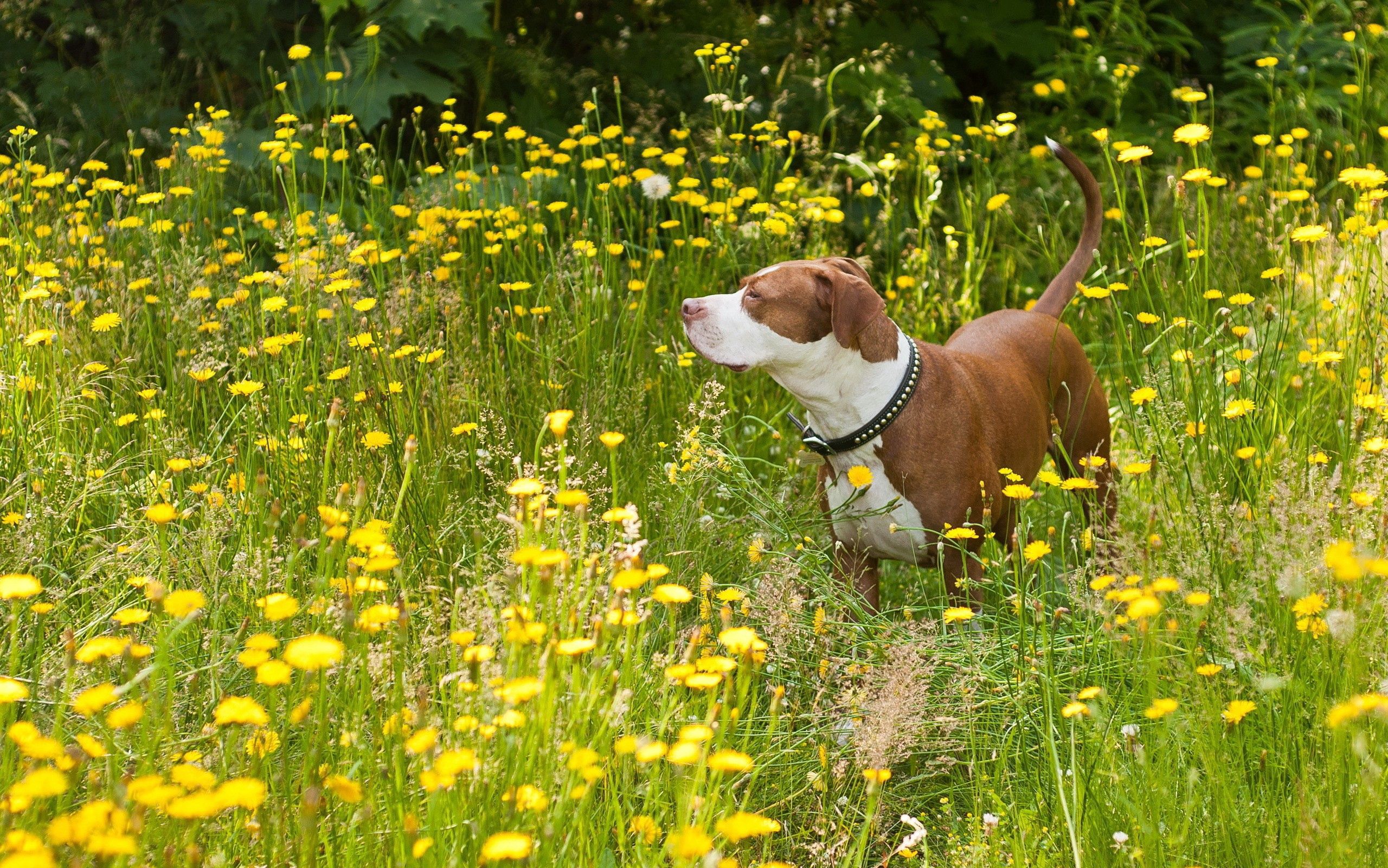 Handy-Wallpaper Tiere, Blumen, Hund, Bummel, Spaziergang, Schäferhund, Schafhund kostenlos herunterladen.