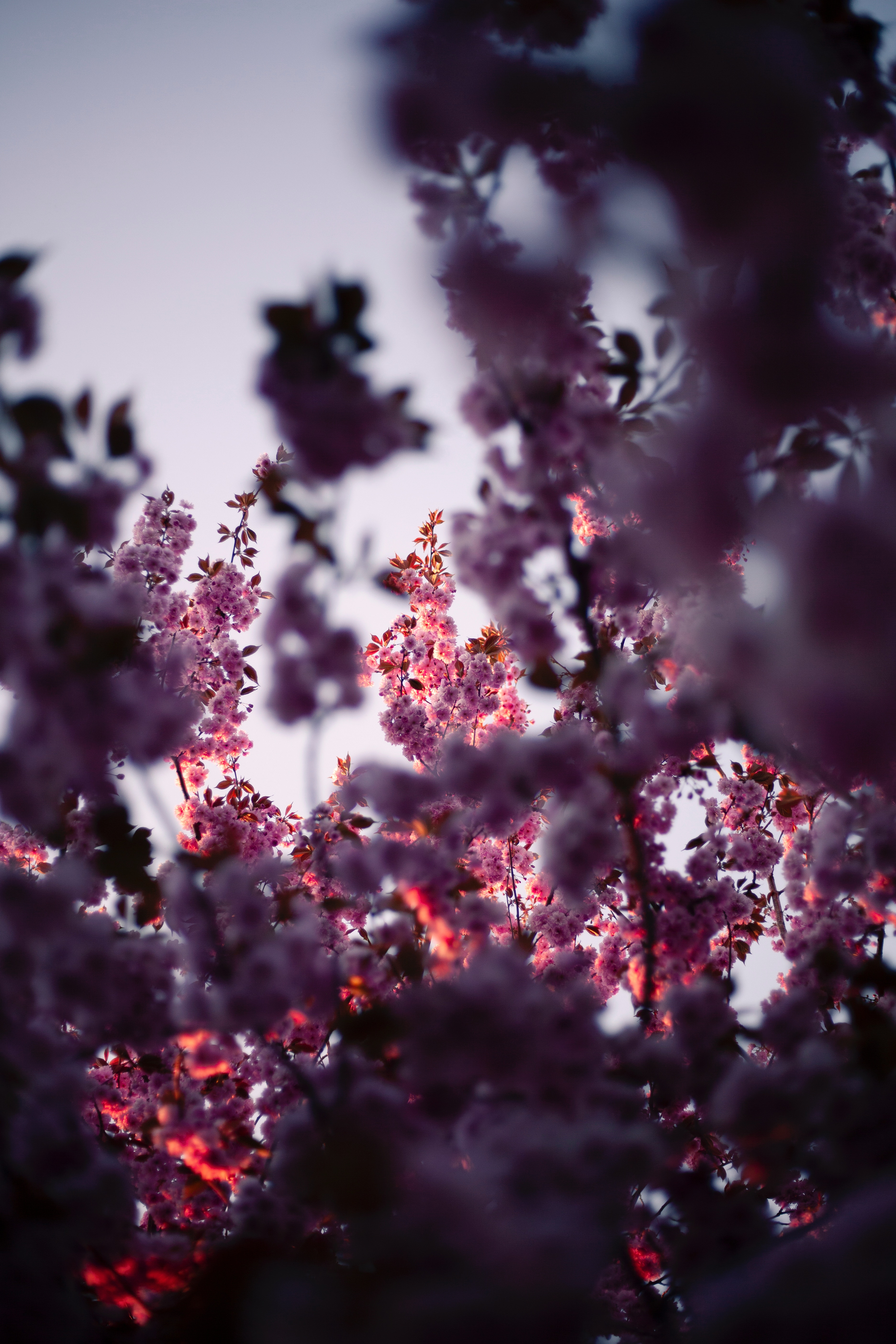 spring, flowers, pink, wood, tree, branches, bloom, flowering HD wallpaper