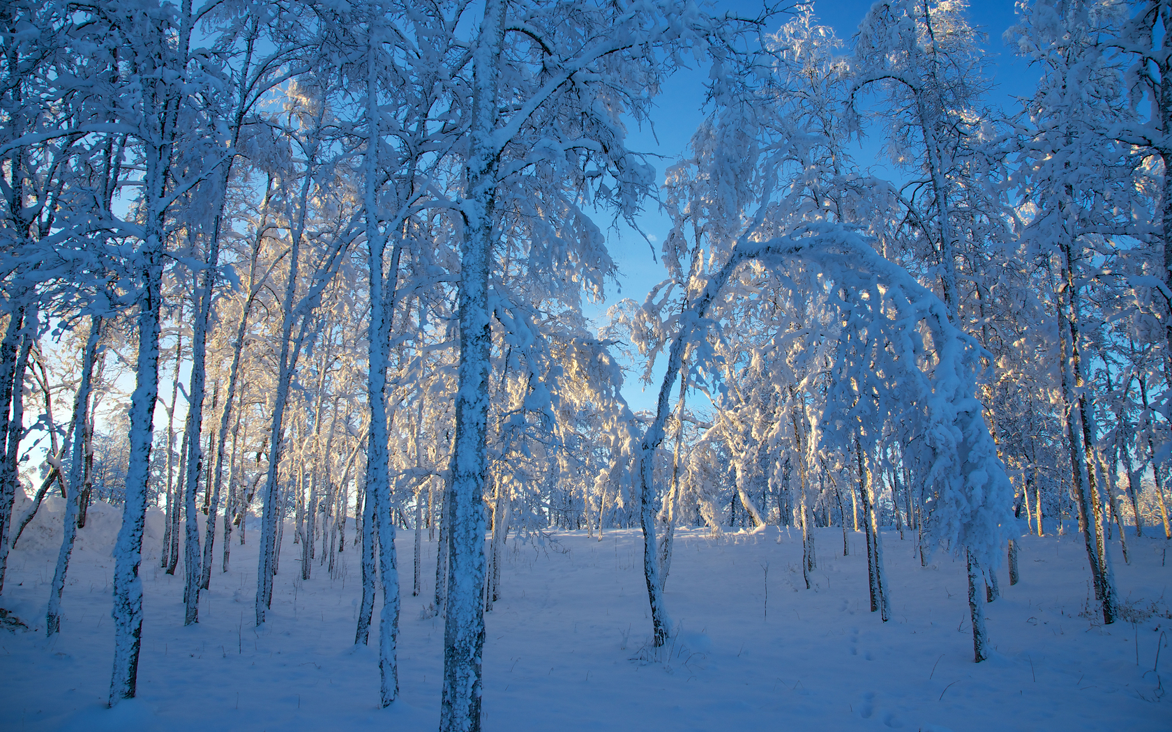 37354 скачать обои зима, снег, пейзаж, синие - заставки и картинки бесплатно