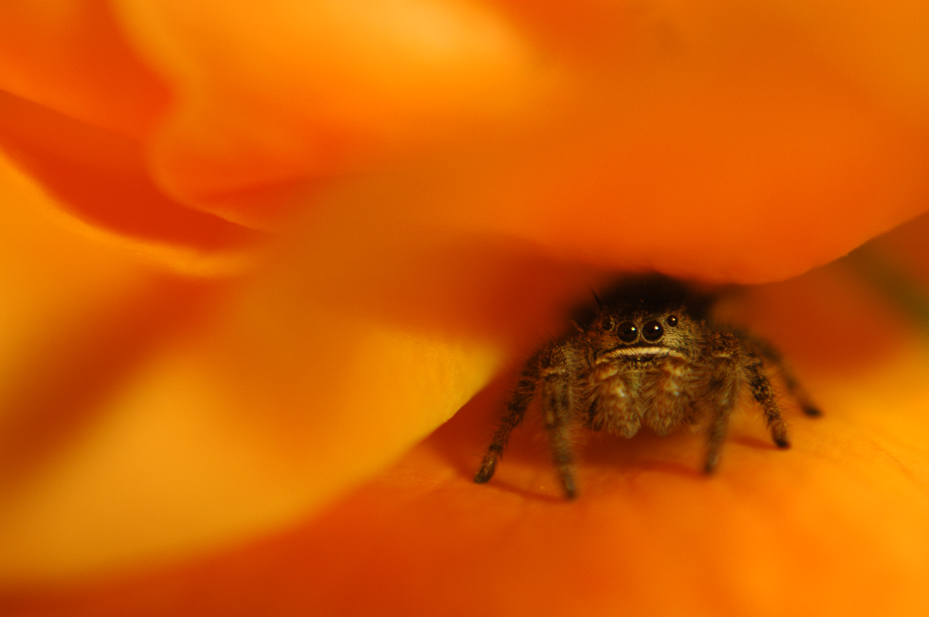 animal, spider, jumping spider, spiders 2160p