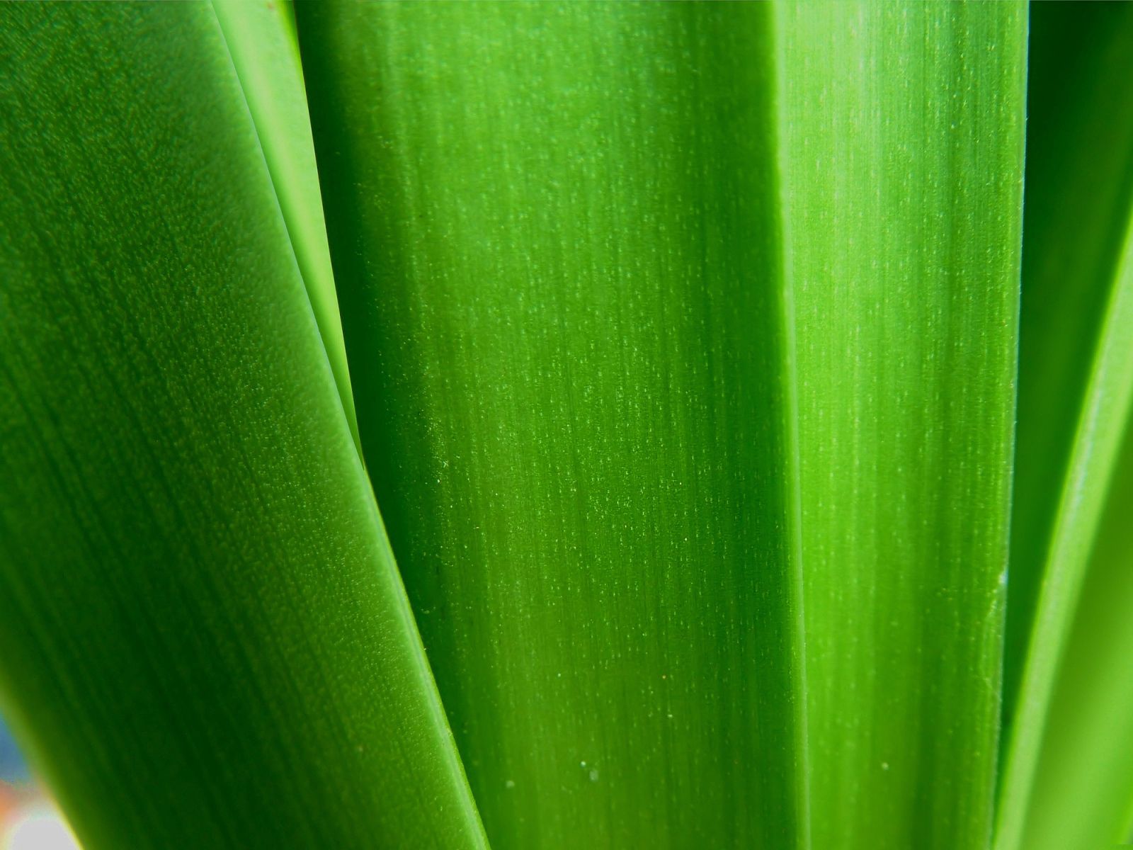 green, plant, macro, stems QHD