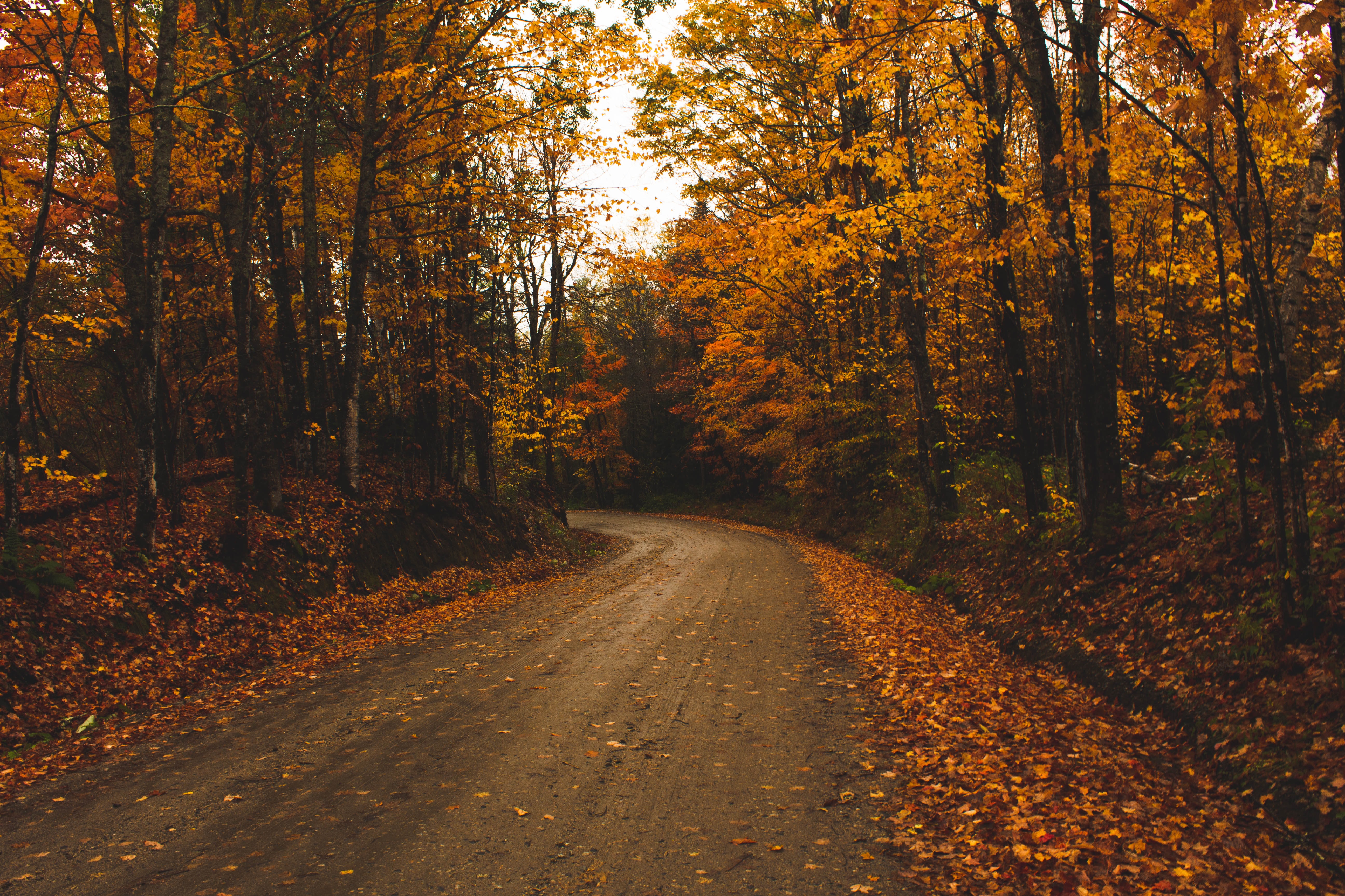 Cool HD Wallpaper trees, holidays, leaves, road
