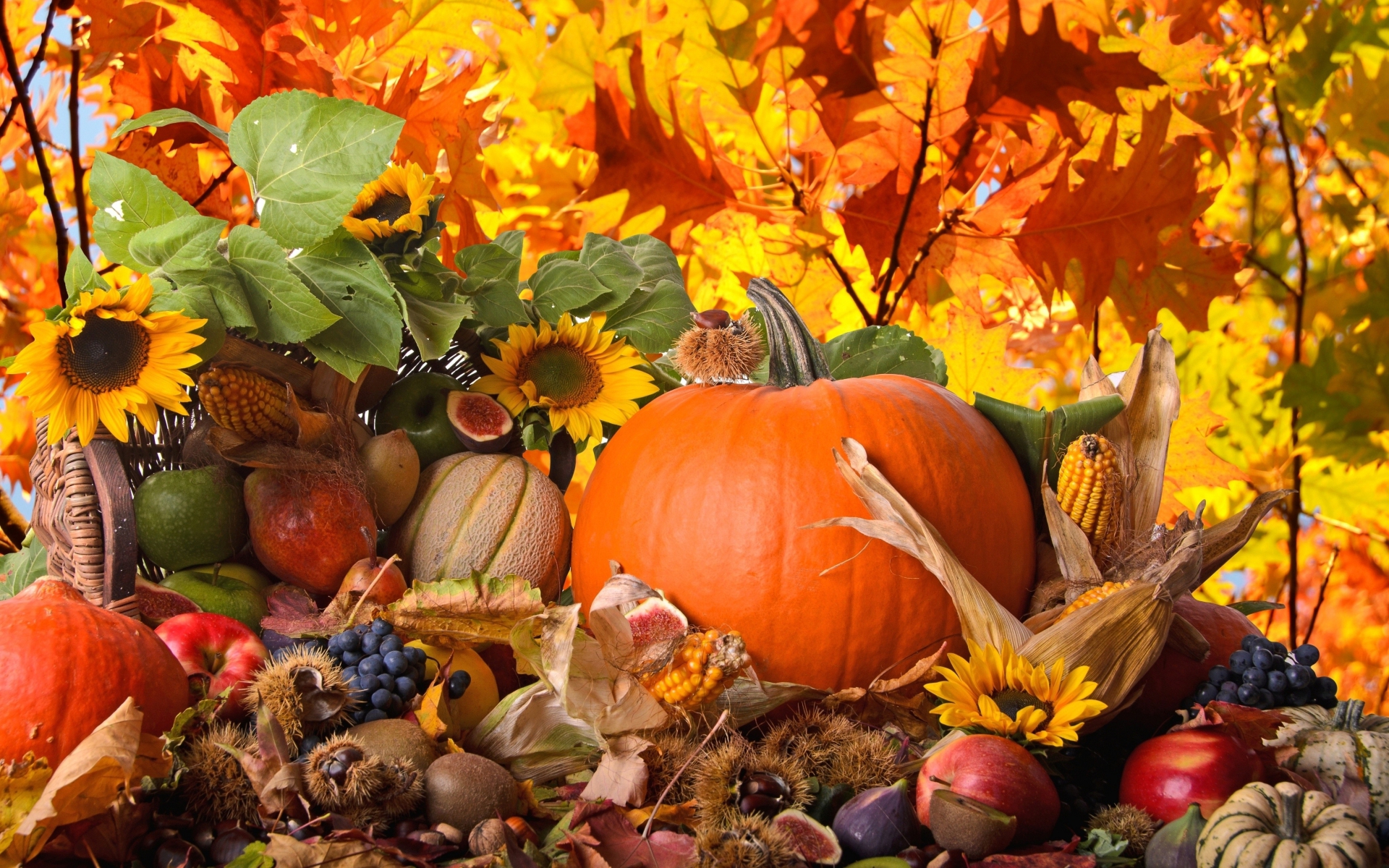 nature, fall, thanksgiving, holiday, flower, leaf, season 5K