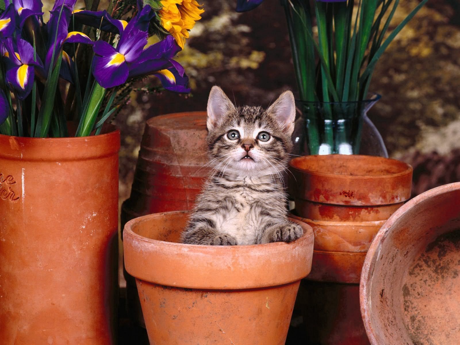 animals, flowers, sit, kitty, kitten, pots