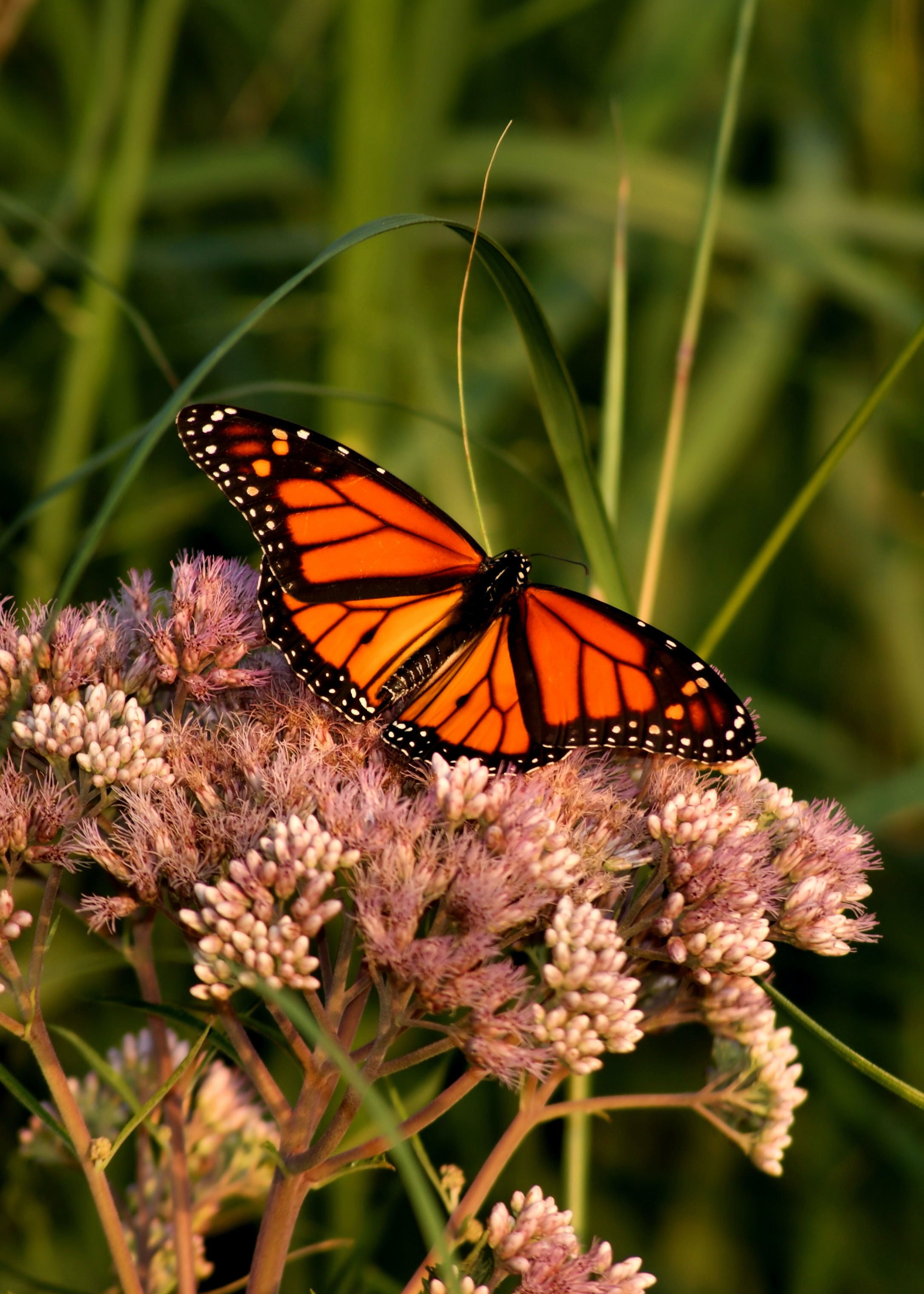 butterfly, animals, flower, macro, pattern, wings, monarch butterfly, butterfly monarch