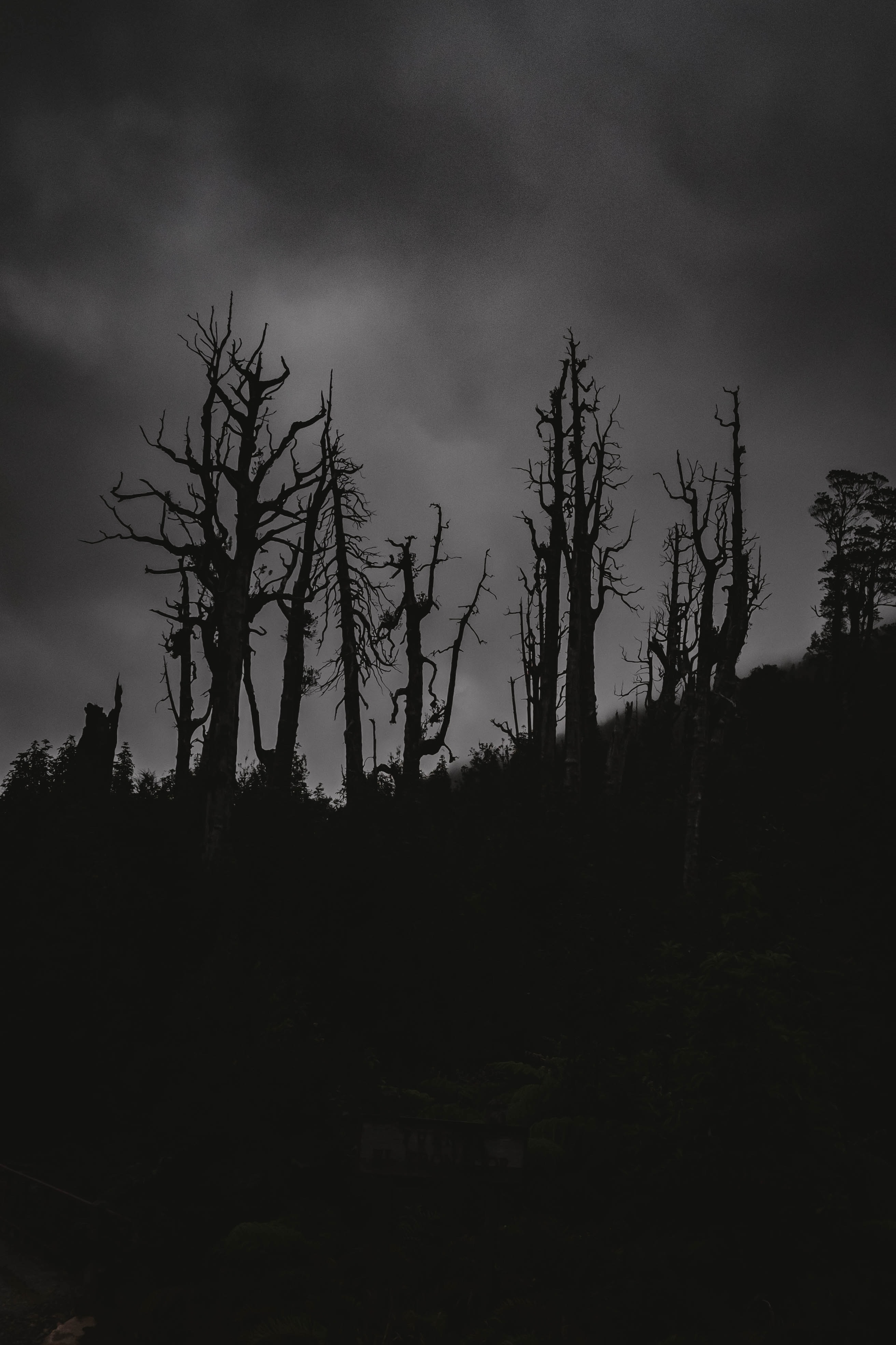 trees, night, dark, silhouettes, bw, chb