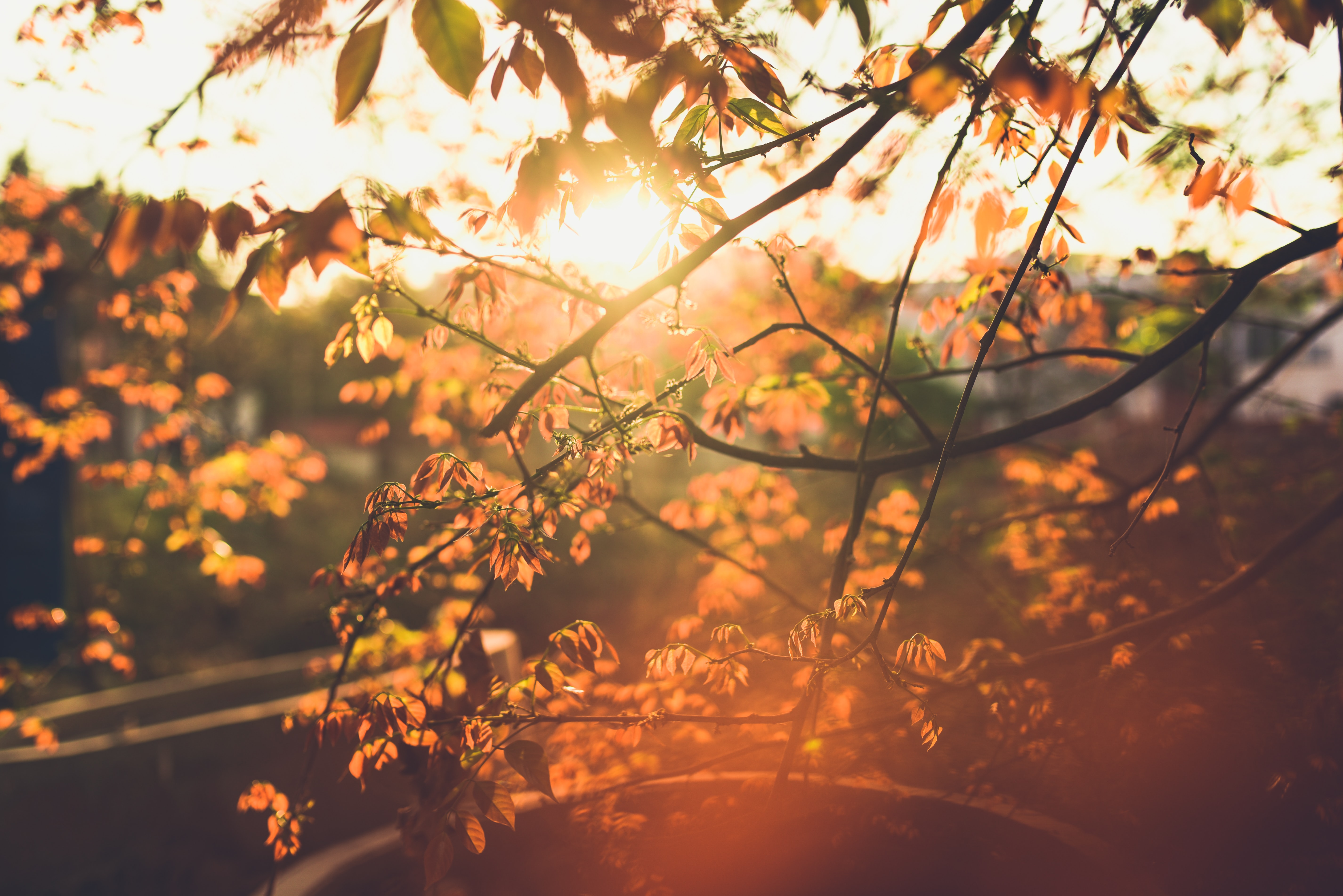 spring, sun, branch, leaves HD Background