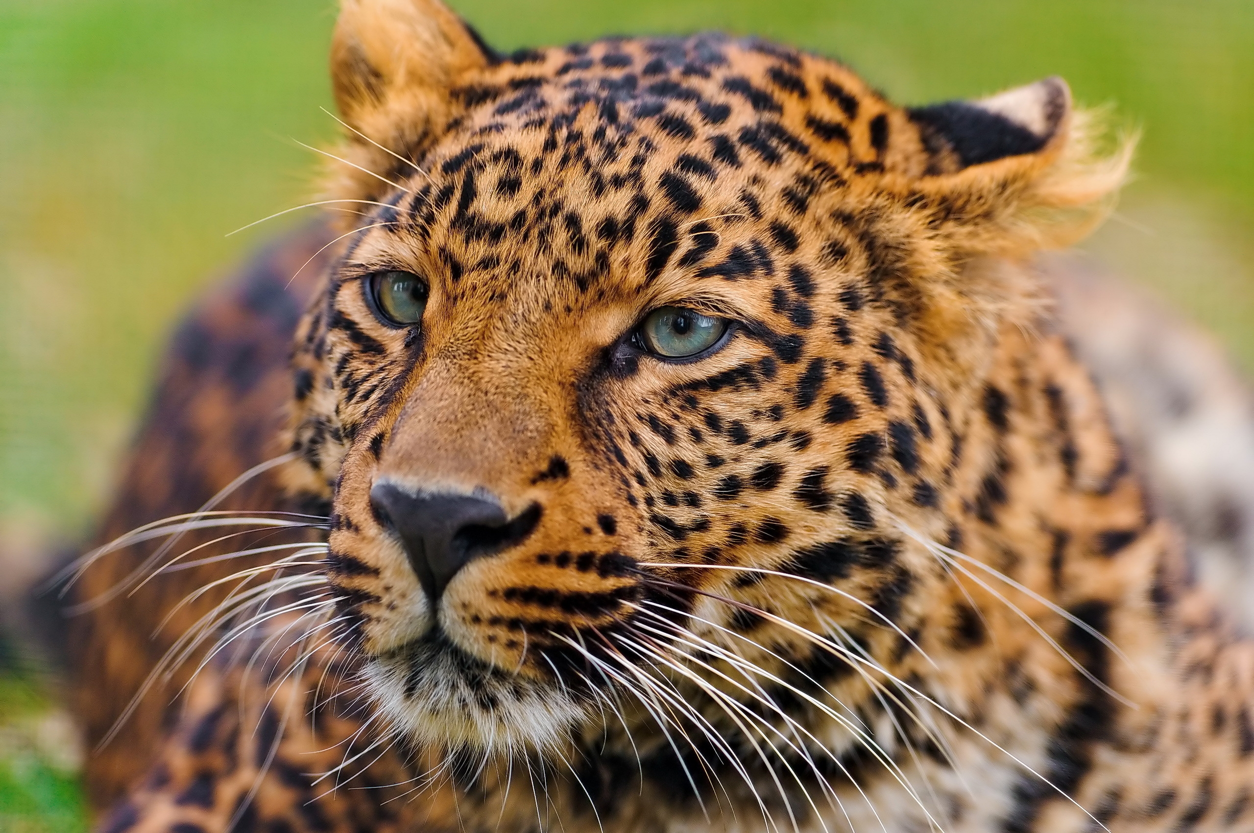 55502 Bild herunterladen tiere, leopard, schnauze, raubtier, predator, große katze, big cat, sicht, meinung - Hintergrundbilder und Bildschirmschoner kostenlos