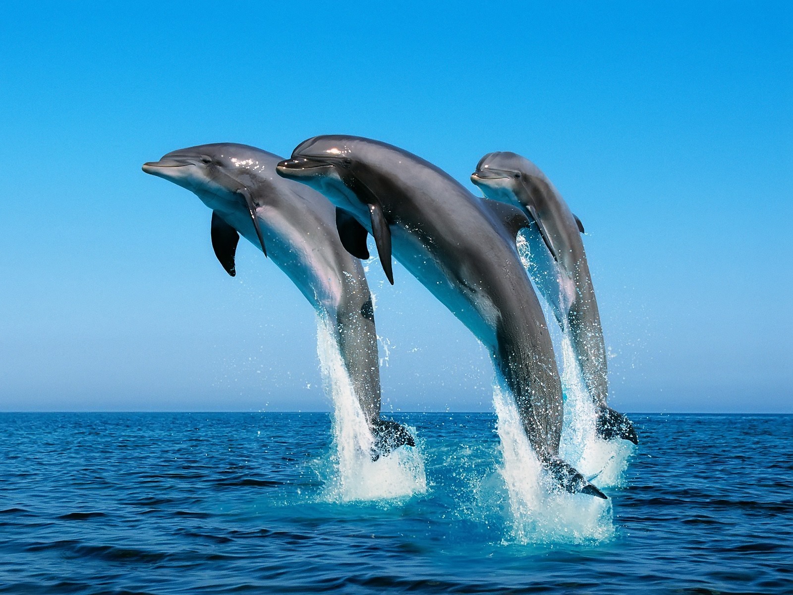 15135 Hintergrundbild herunterladen delfine, tiere, wasser, sea, blau - Bildschirmschoner und Bilder kostenlos
