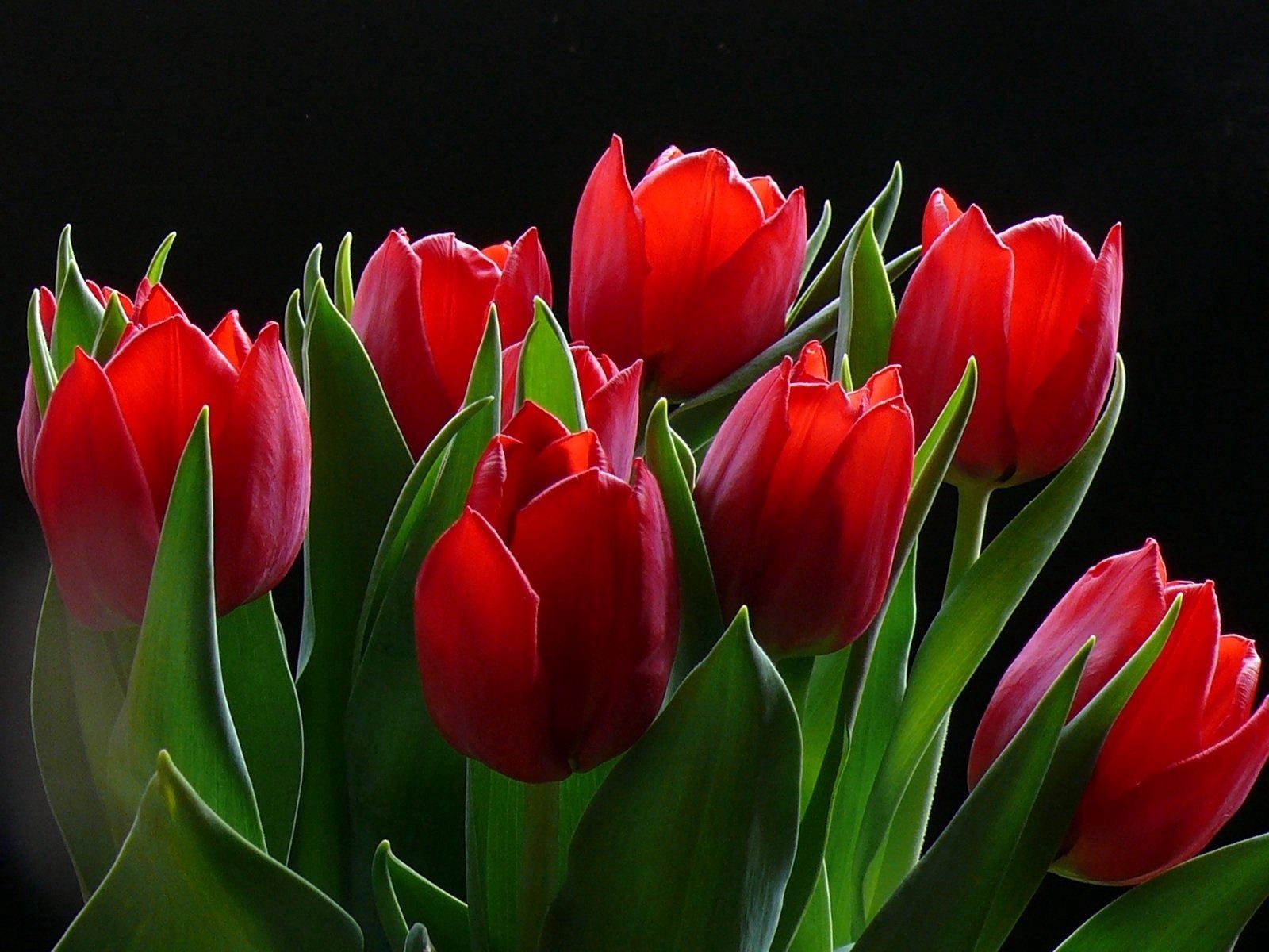 tulips, flowers, background, greens