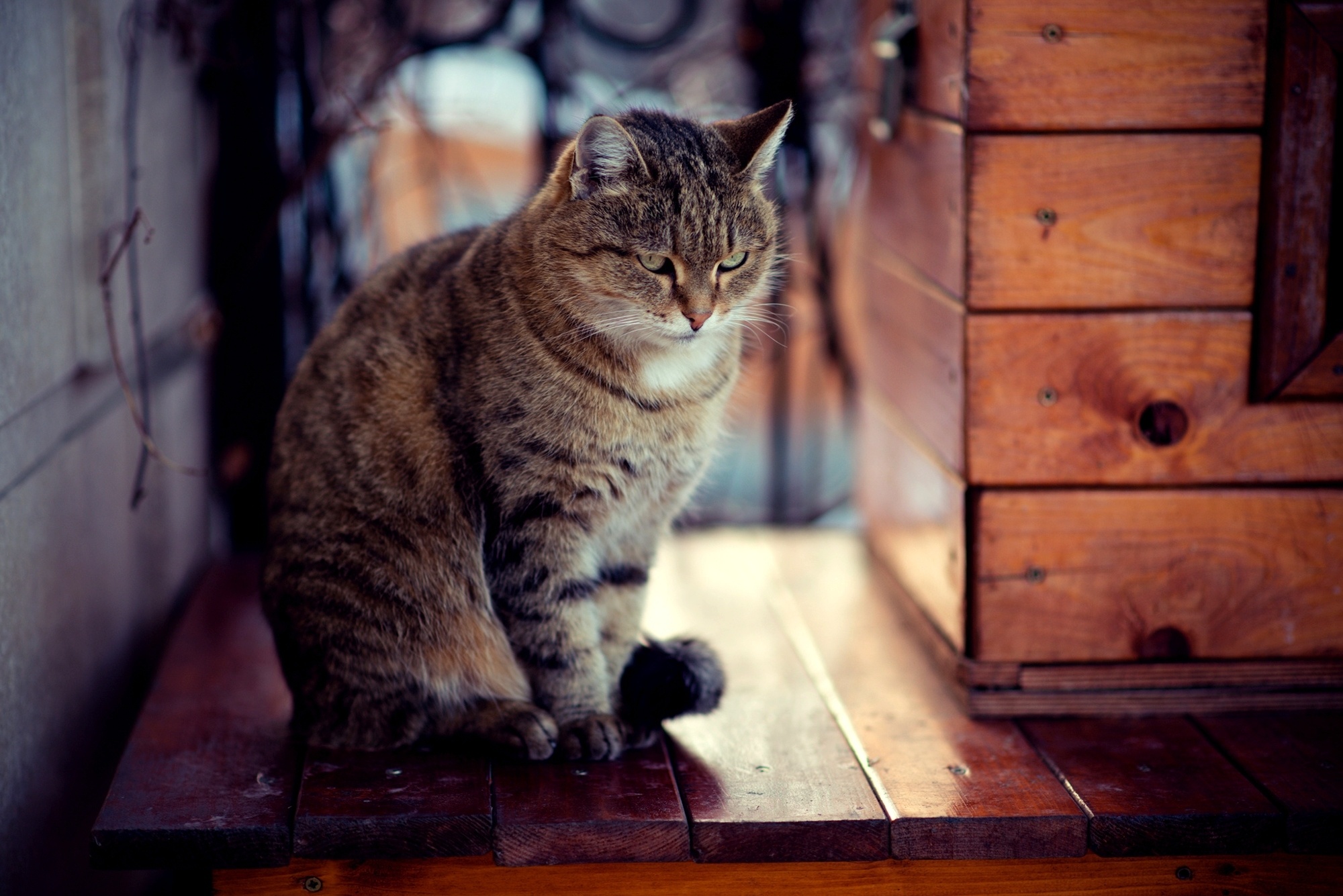 Фото сидящей кошки. Кот сидит. Сидячая кошка. Сидячий кот. Деревенская кошка полосатая.